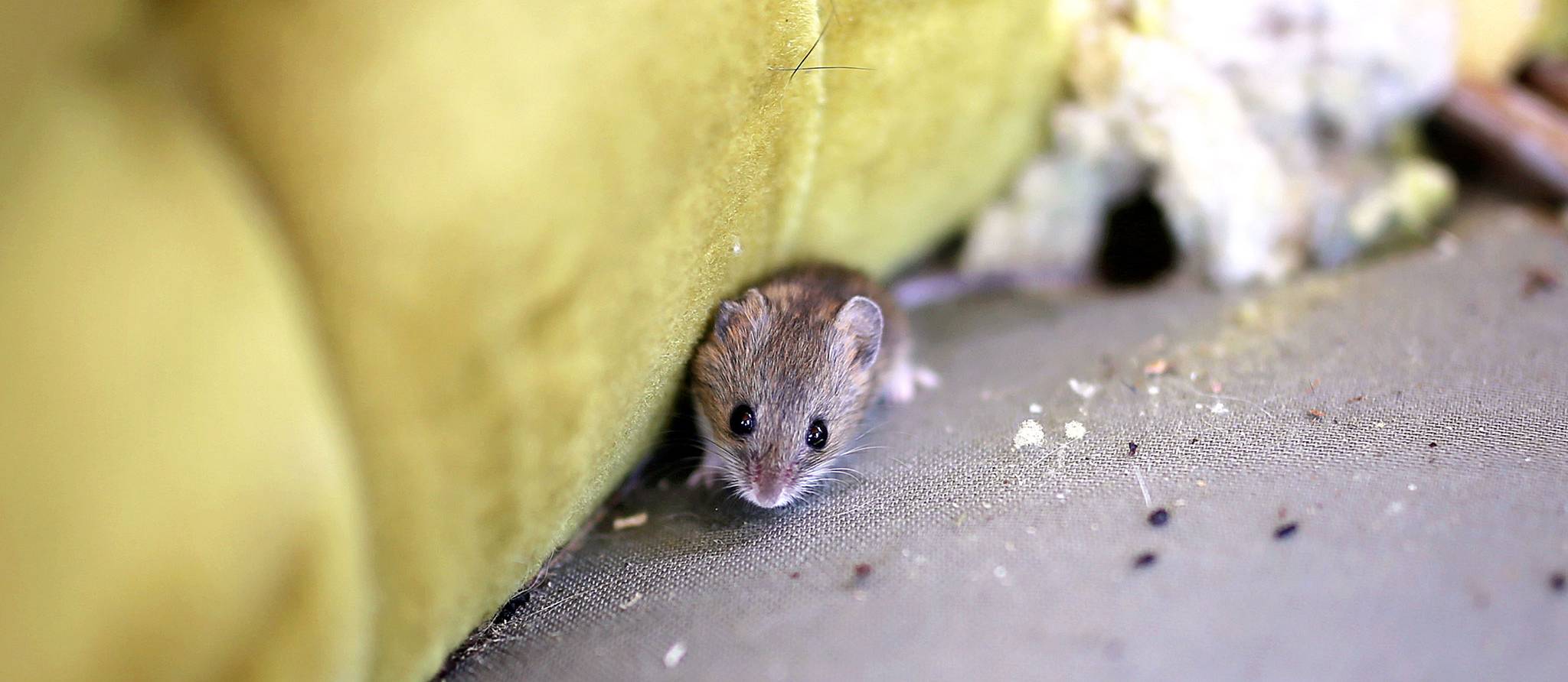 Comment vous débarrasser des souris et mulots