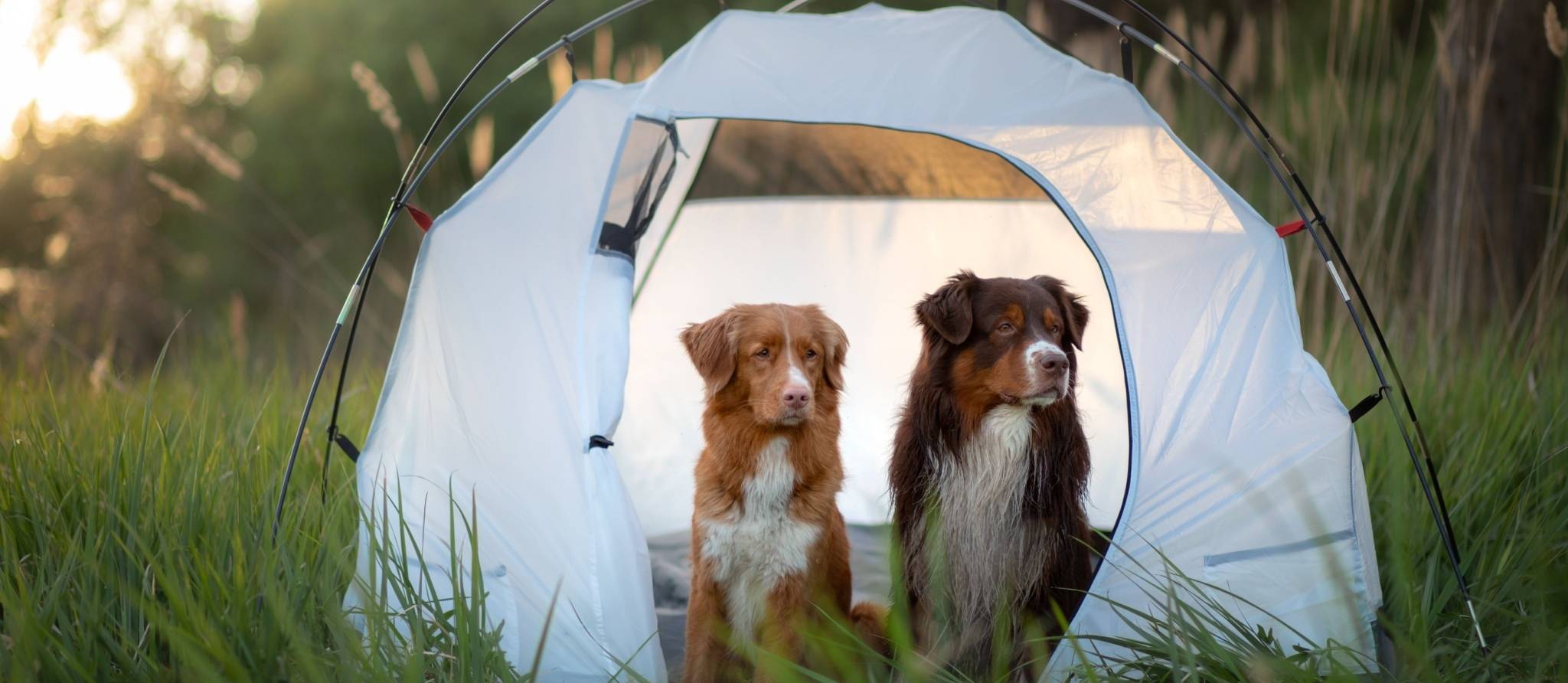 En camping avec Pitou: la marche à suivre
