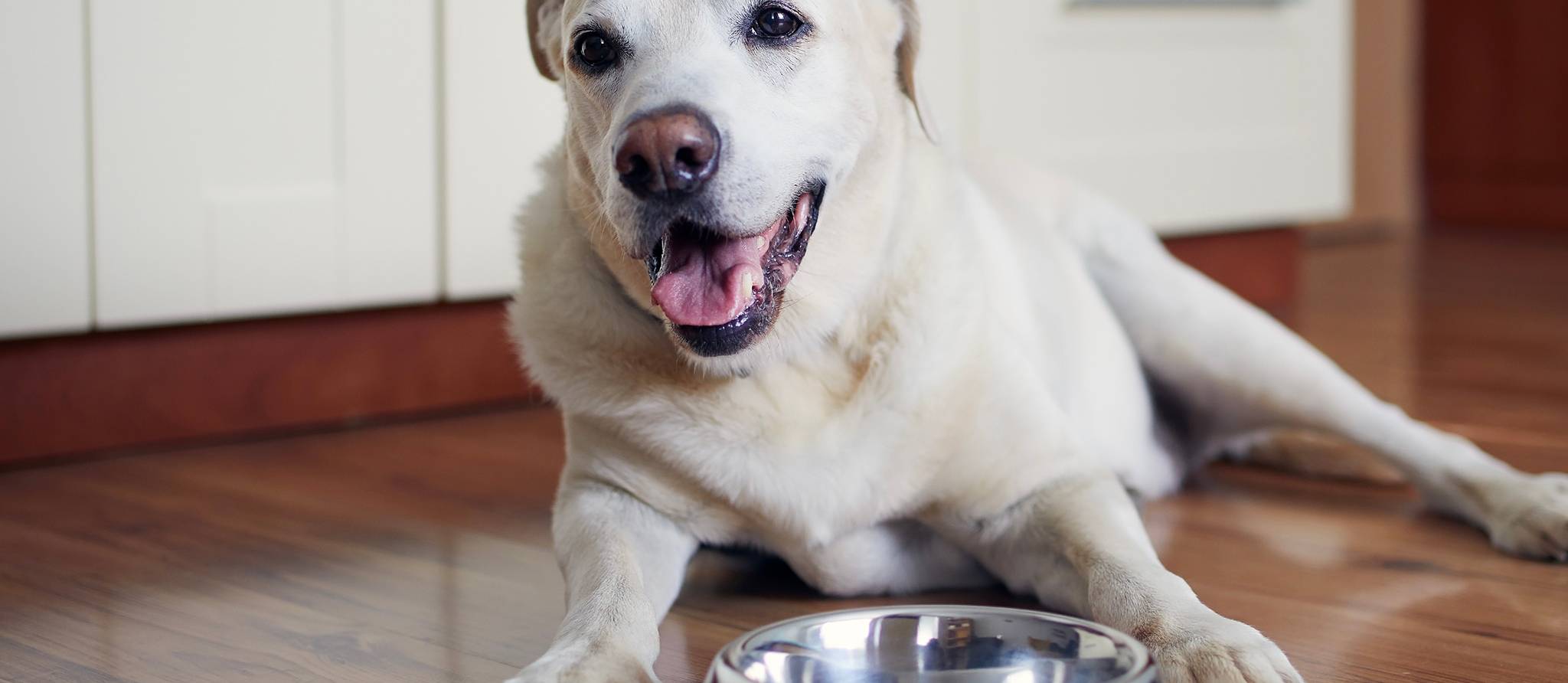 La meilleure nourriture pour chiens à moins de 75 ¢ par bol