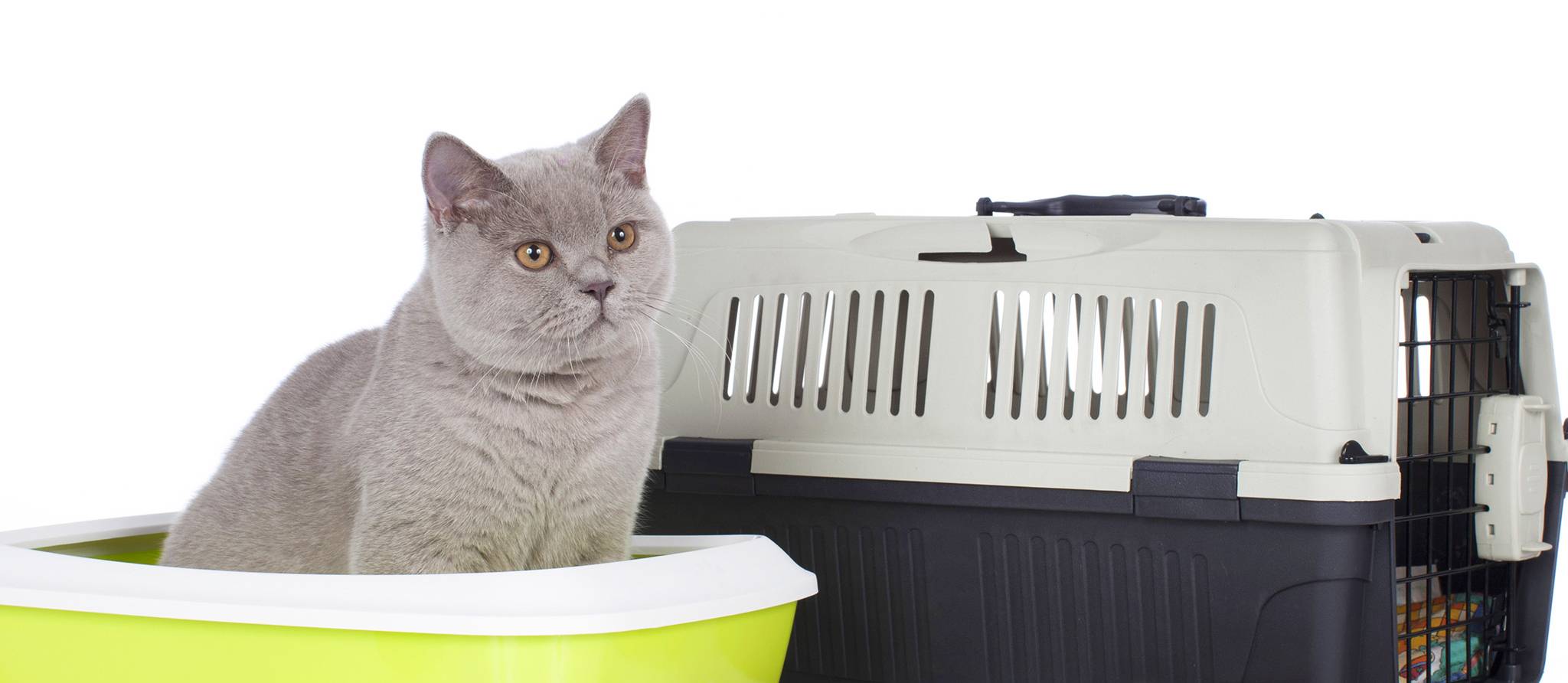 Un chat, combien ça coûte à long terme?