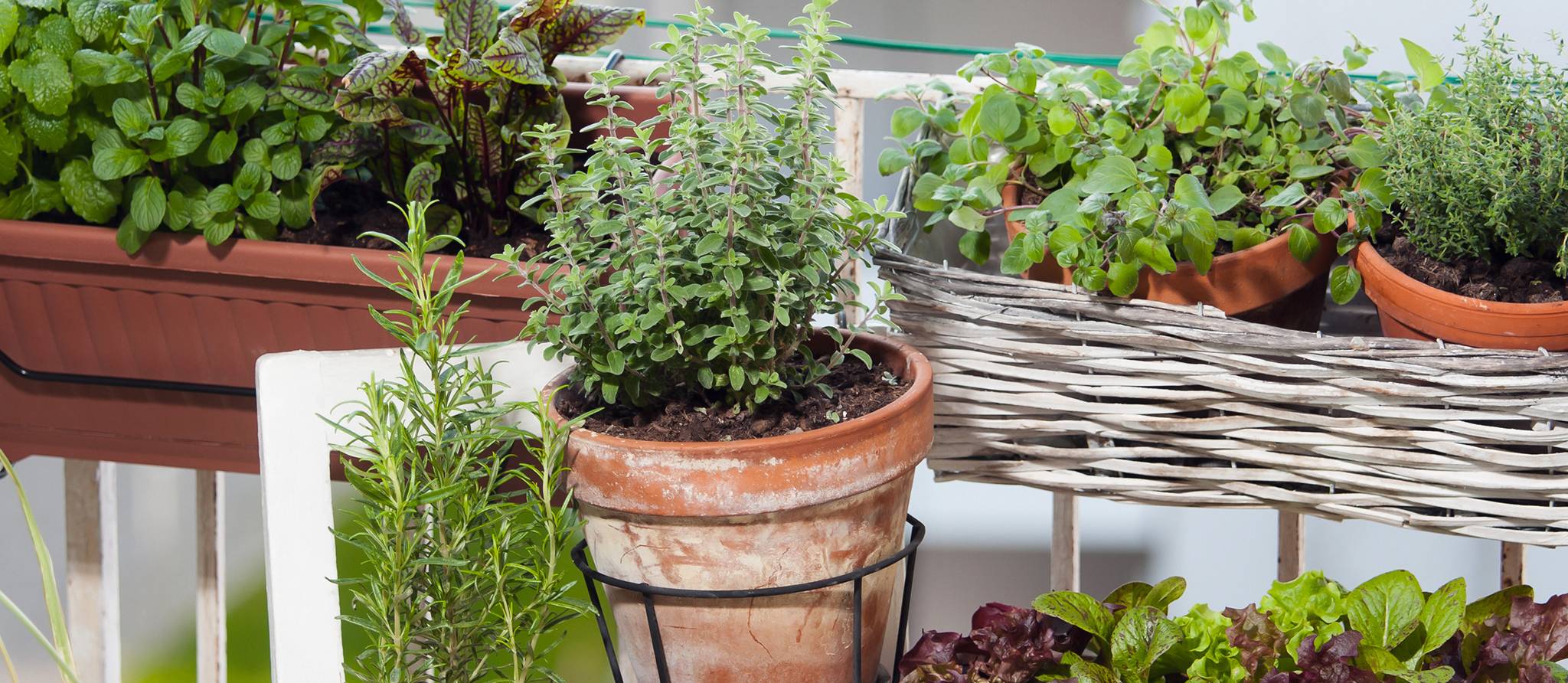 Tout savoir pour jardiner sur votre balcon
