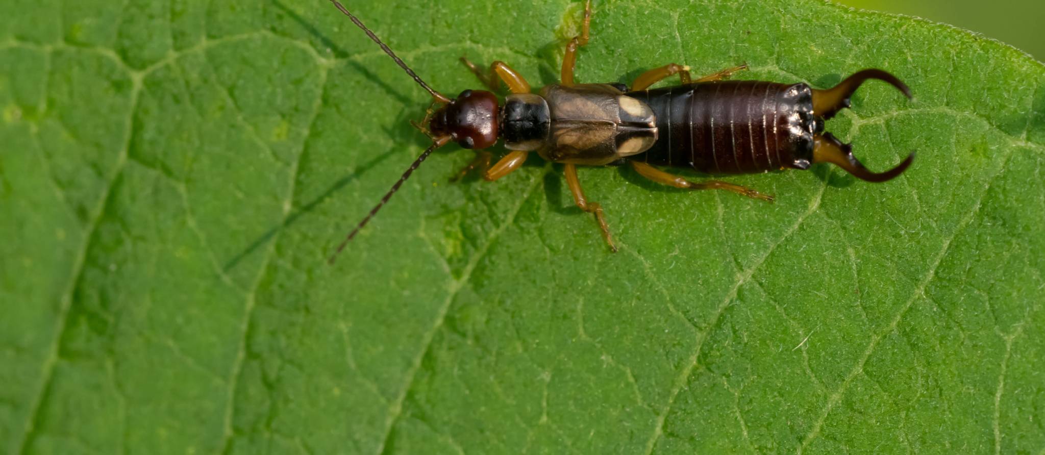 Un été chaud et humide propice aux perce-oreilles