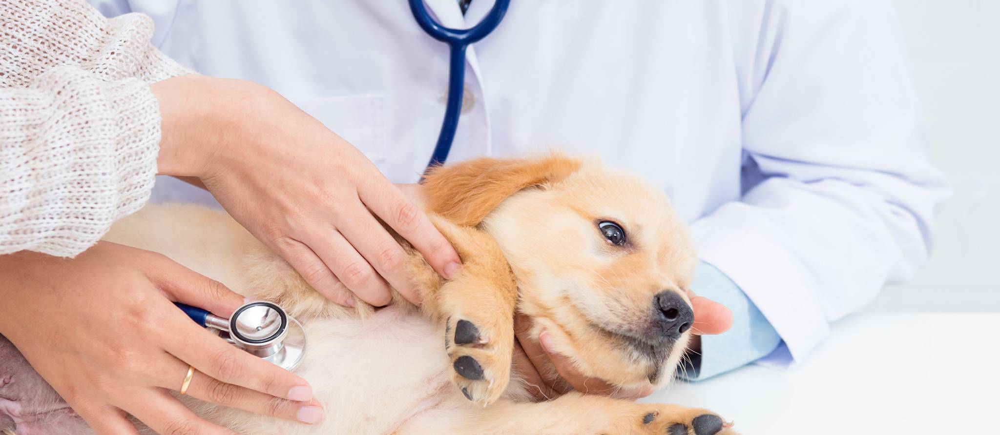 Combien coûtent les soins vétérinaires pour un chiot?
