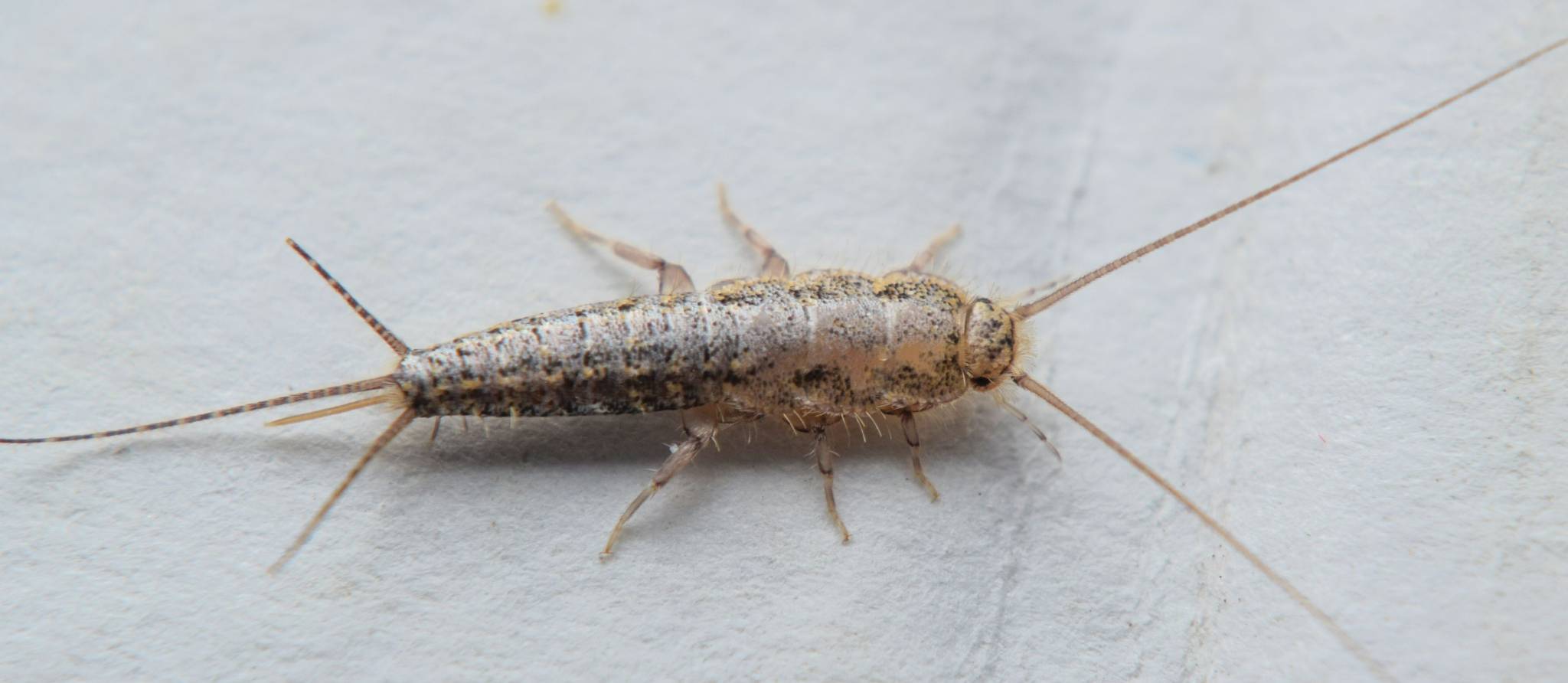 Chassez les poissons d’argent et les thermobies