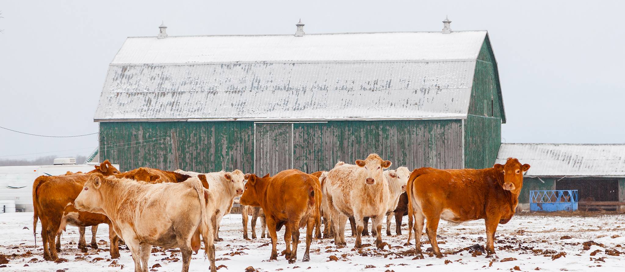 Bien-être animal : mangez-vous de la viande bien élevée?