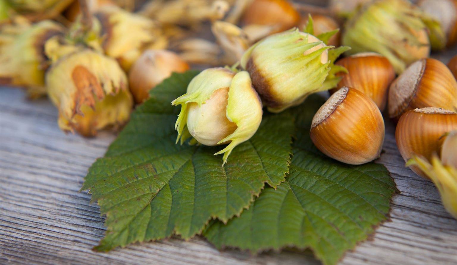 Noix et noisettes: un arbre à noix dans votre cour!
