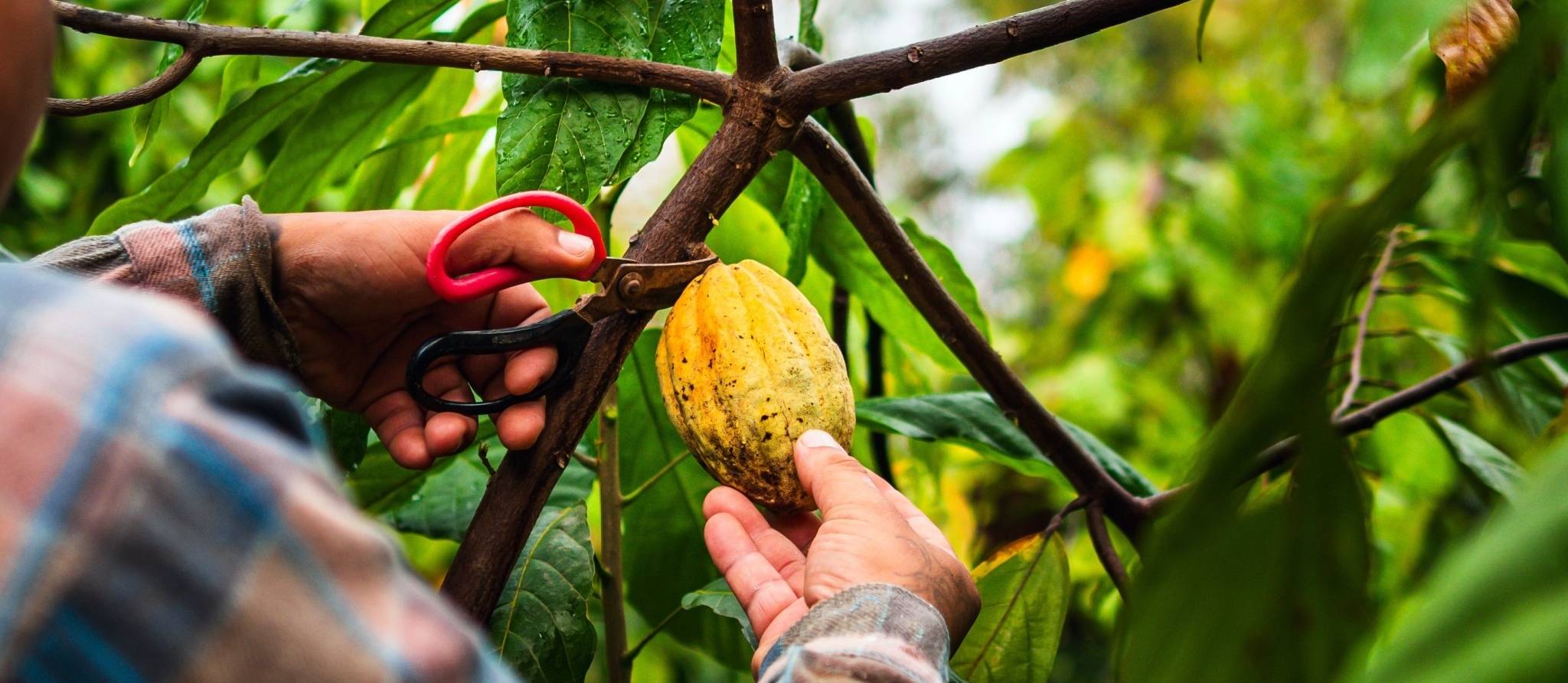 Les certifications du chocolat noir