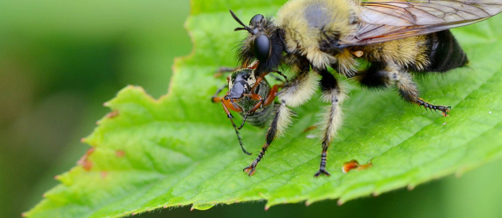 Mouches et moucherons, comment éviter l’infestation ?