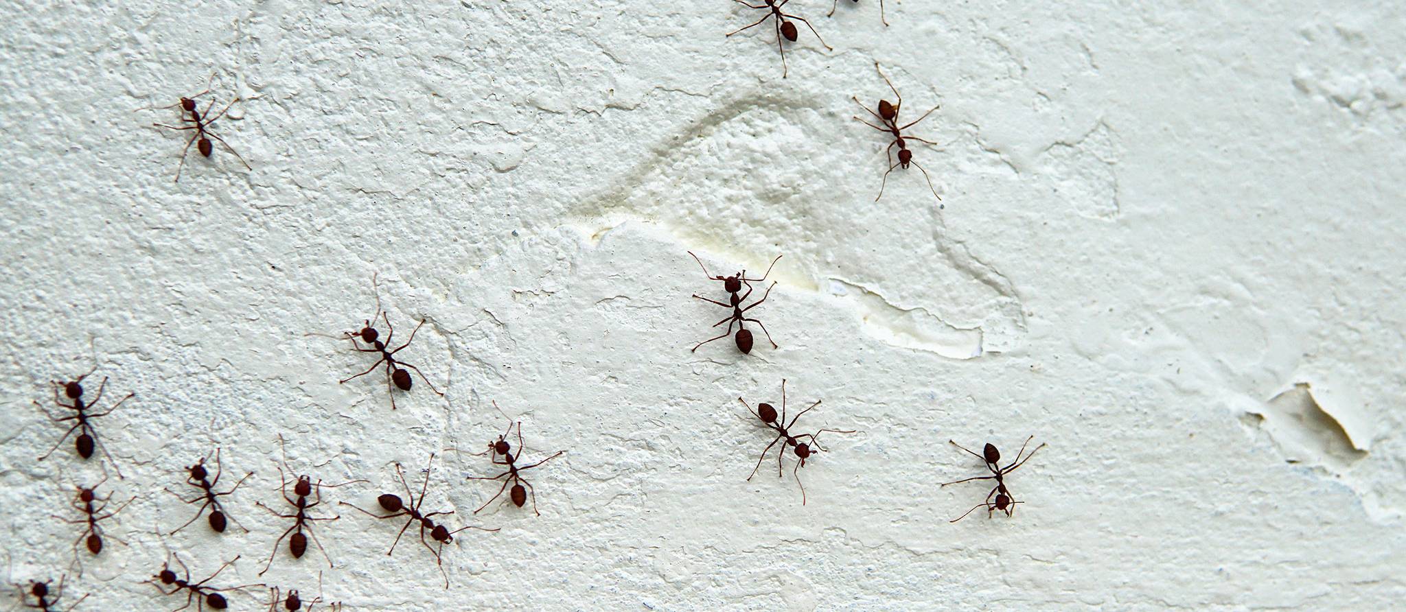 Comment vous débarrasser des fourmis charpentières