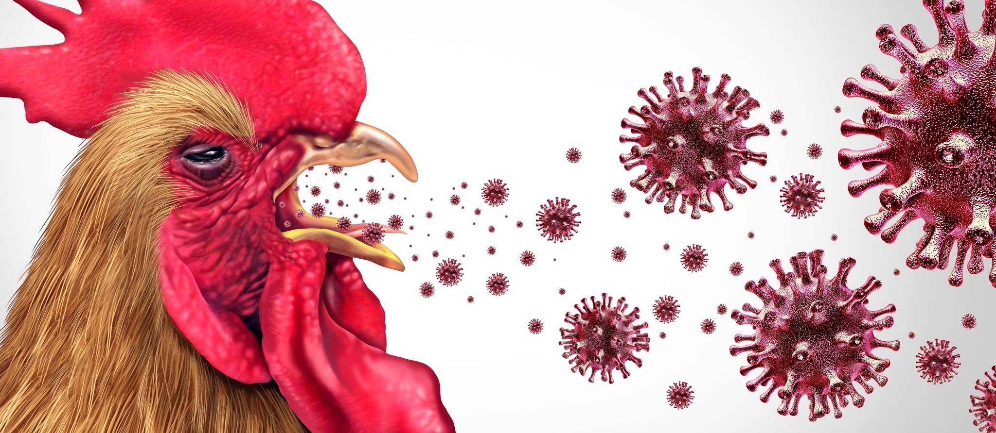 Nouveaux cas de grippe aviaire au Québec : doit-on s’inquiéter ?