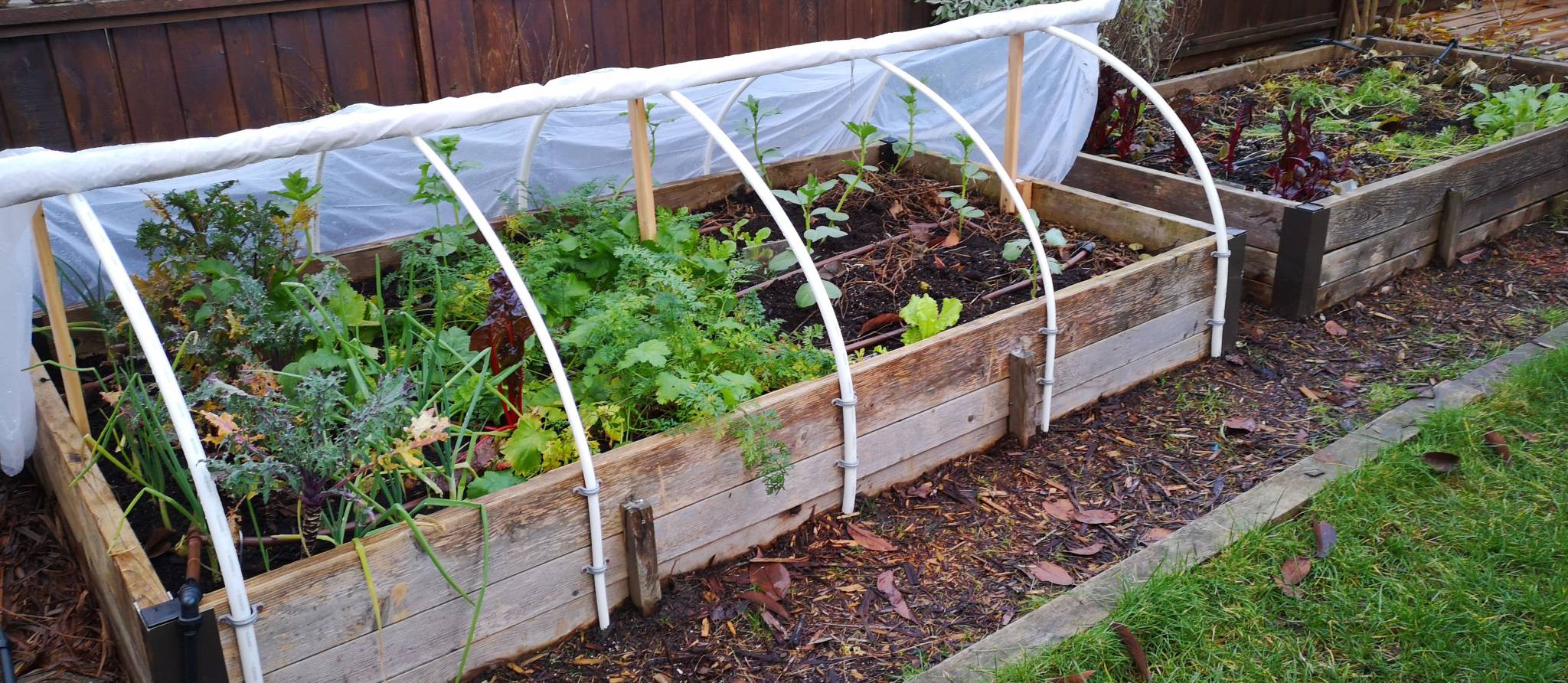 Il n’est pas trop tard pour semer ou planter dans le potager