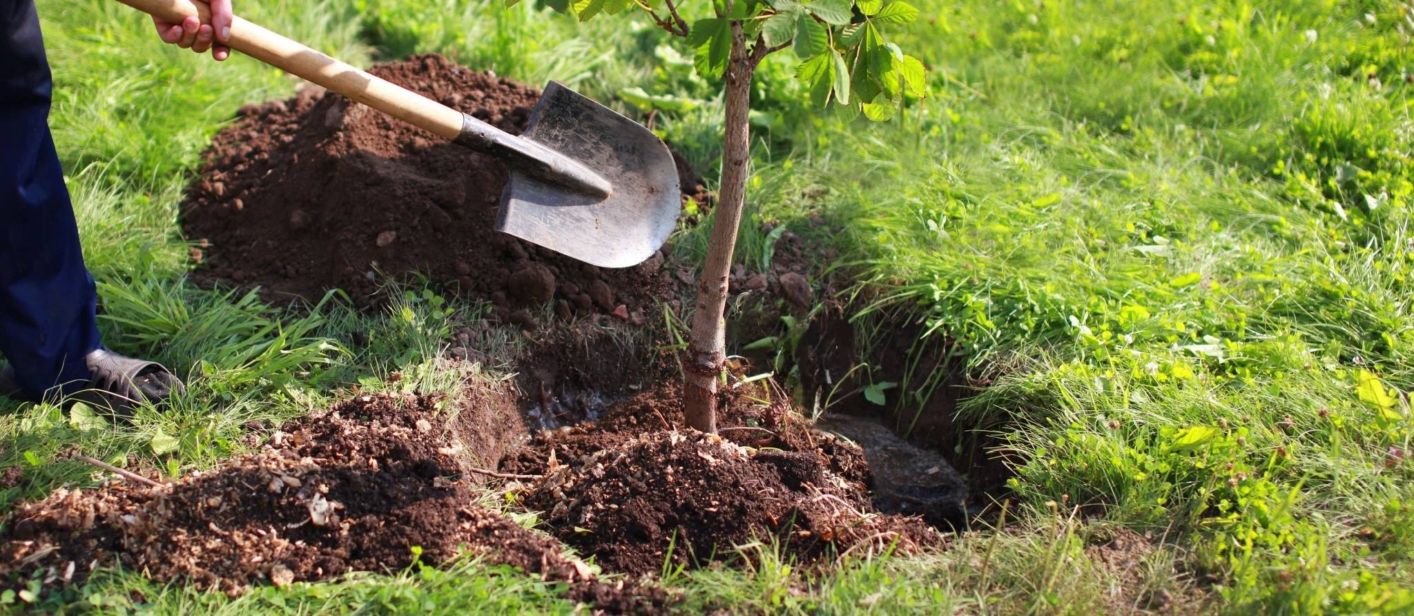 Au printemps, achetez un arbre à bas prix