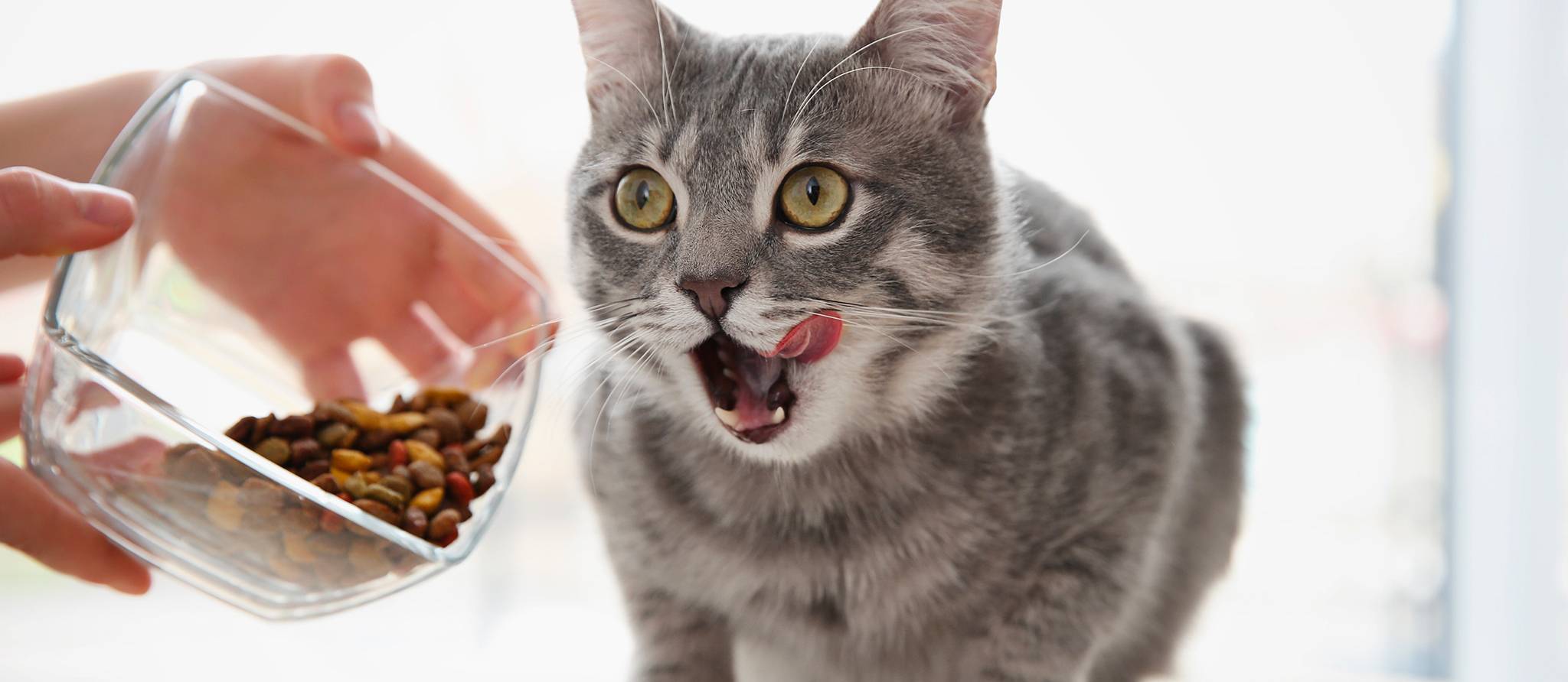 Comment choisir la meilleure nourriture pour votre chat
