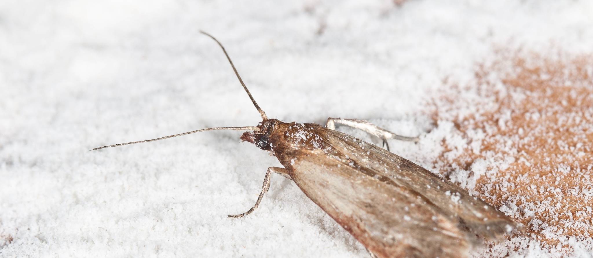 Comment se débarrasser des mites alimentaires