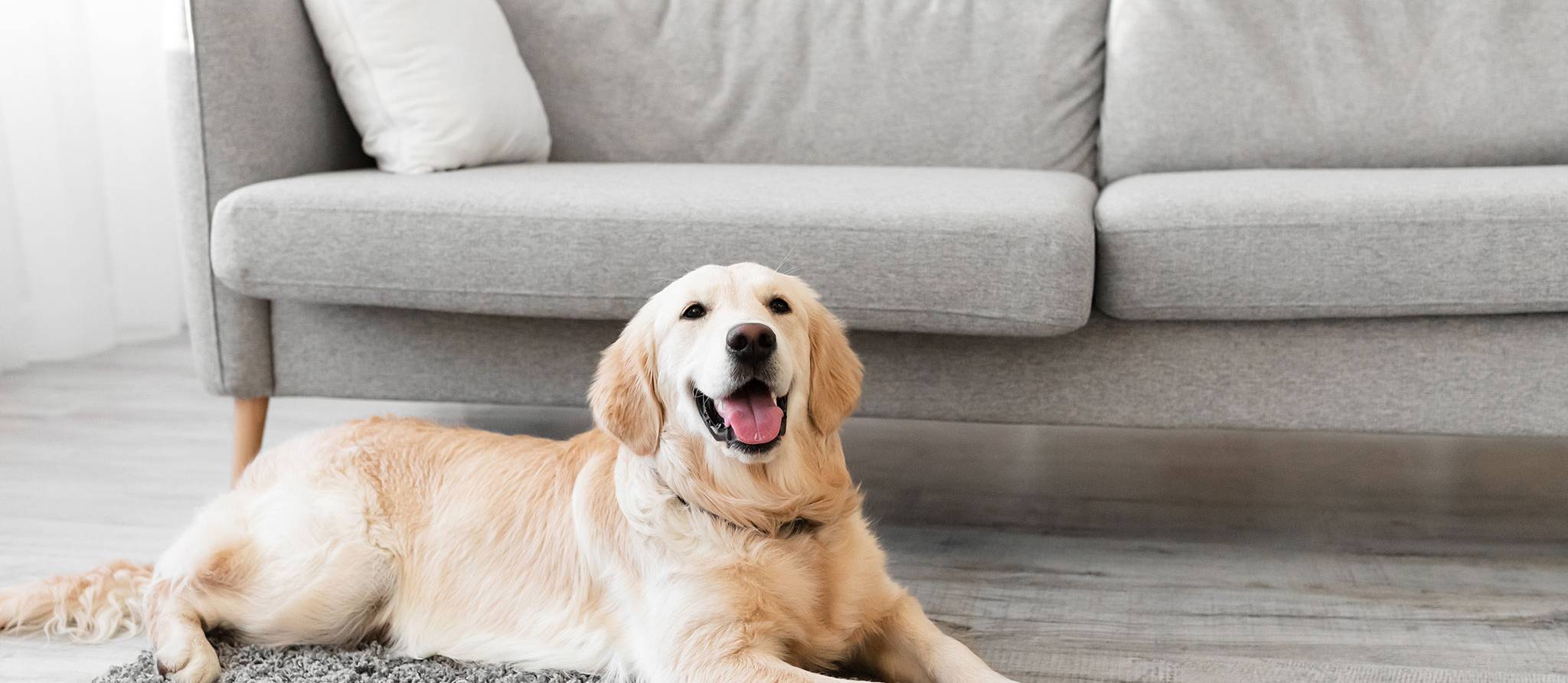 Le Tribunal reconnaît le droit des locataires à garder leurs animaux