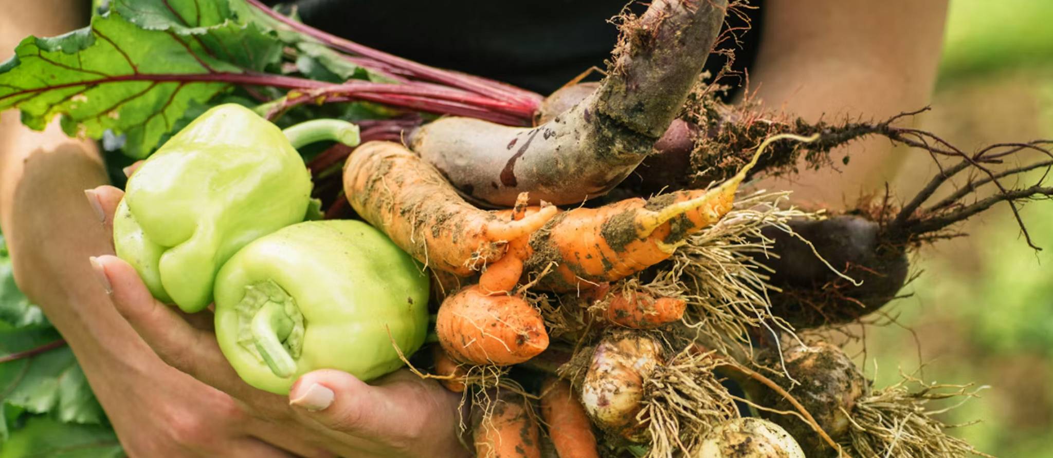 Quels légumes sont les plus riches en fibres ?