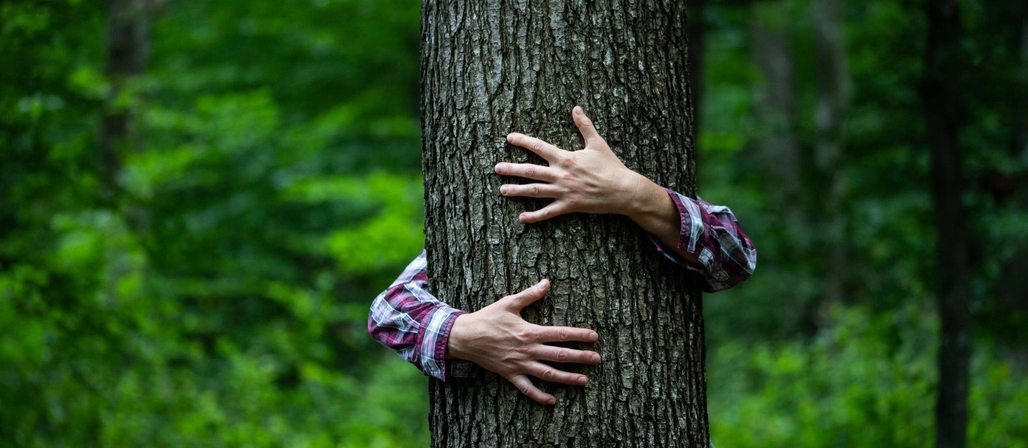 Le shinrin yoku ou comment profiter des bienfaits de la nature