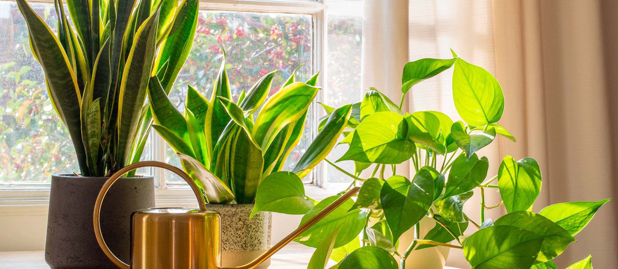 Plantes d’intérieur: comment les choisir et les entretenir
