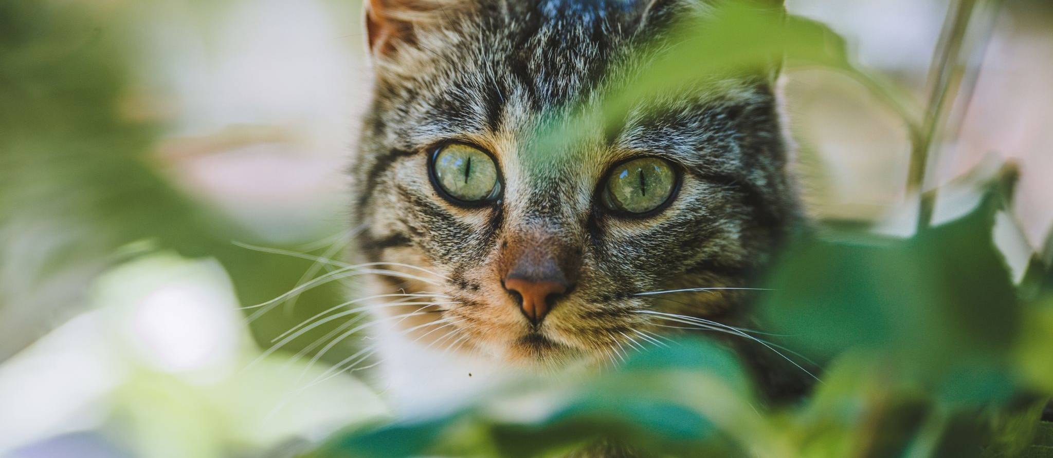 Comment éviter que votre chat ne devienne un vecteur de maladies