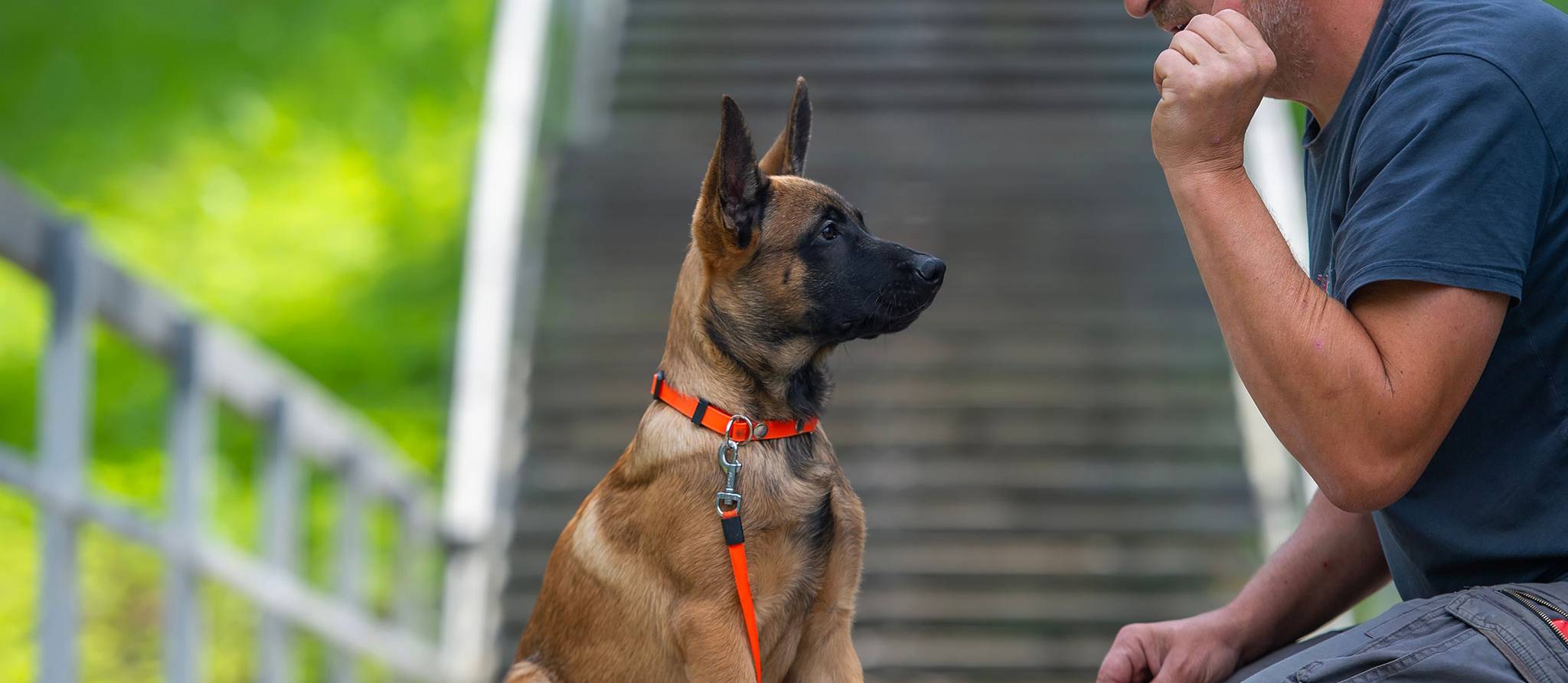 Comment choisir un éducateur canin ?