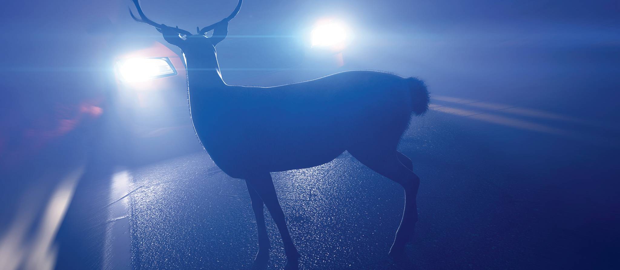 Auto: quoi faire en cas de collision avec un animal