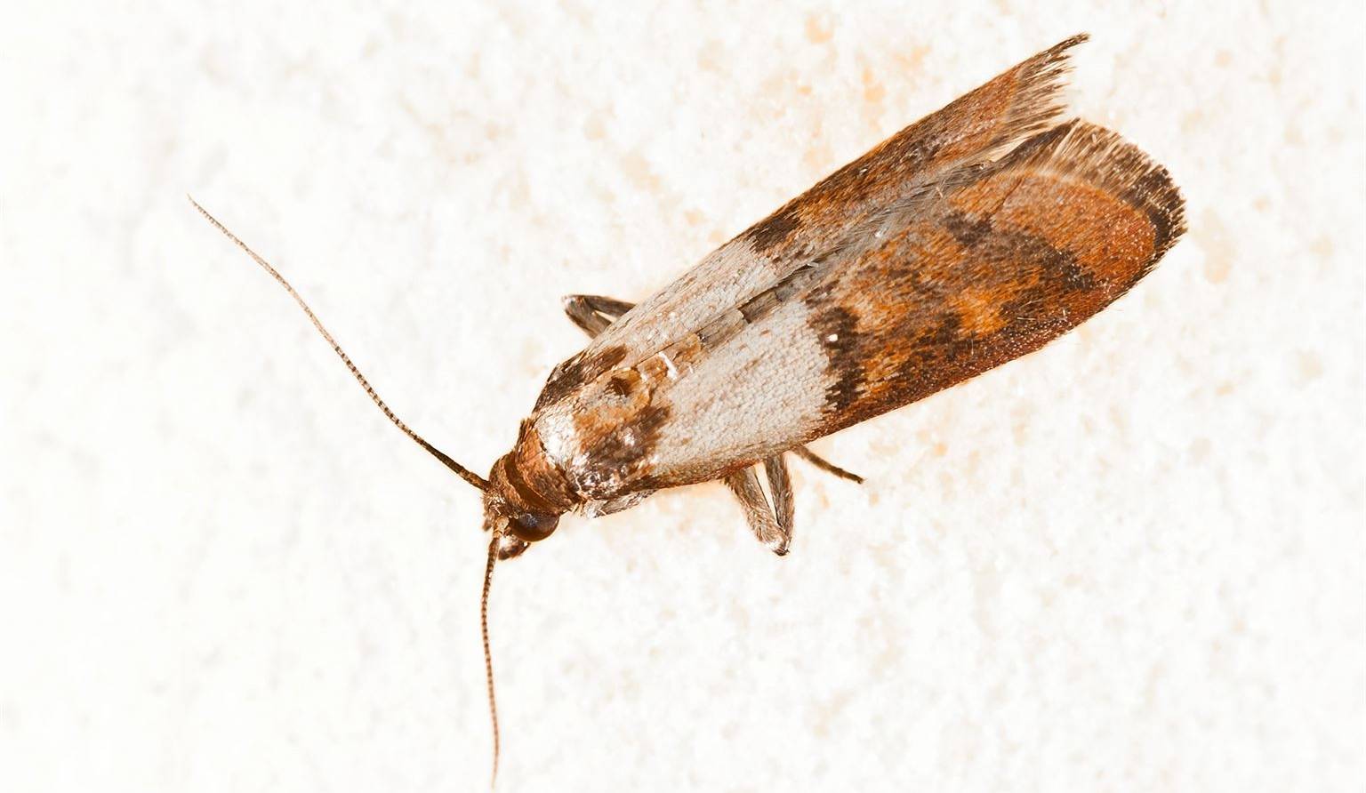 Prévenez les invasions de mites alimentaires