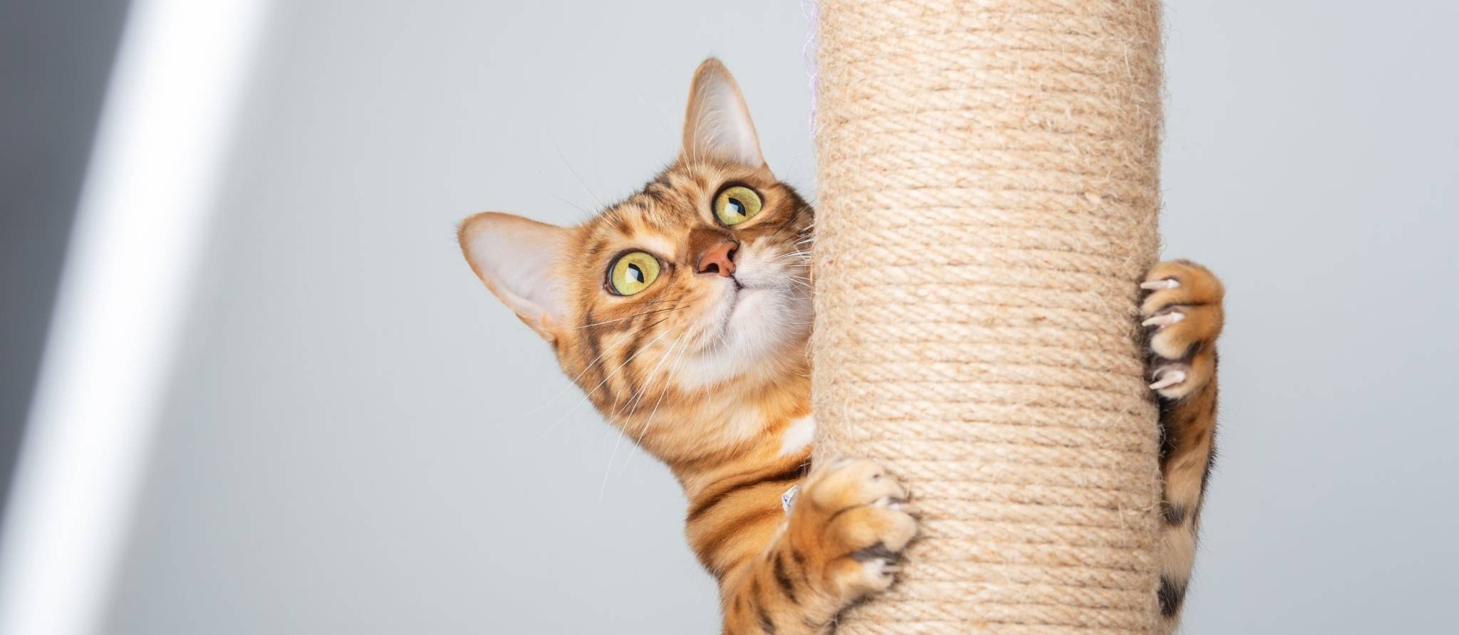 Comment aider votre chat à faire ses griffes ?