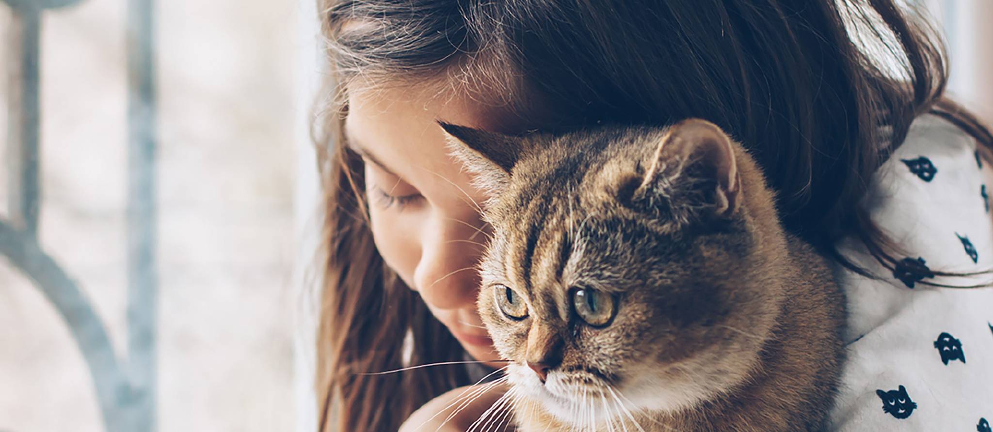 Refuge, éleveur, animalerie ou Kijiji... Où adopter votre chat?