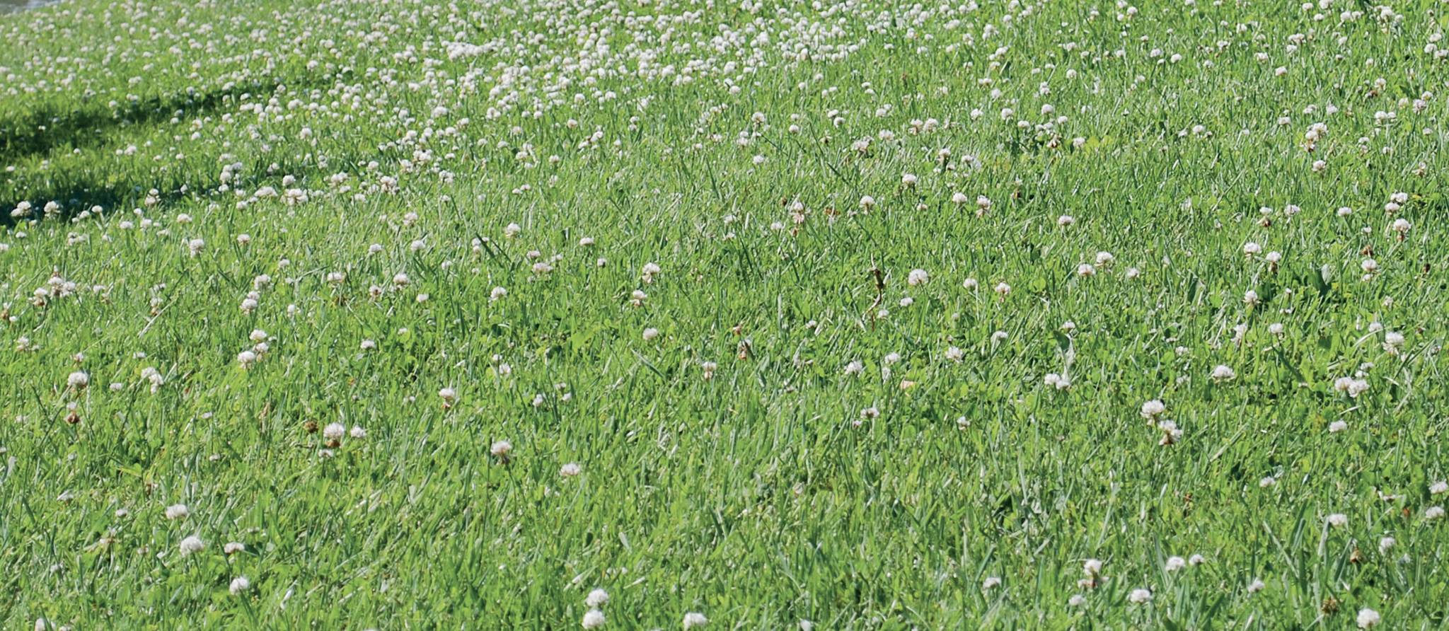 Comment aménager une pelouse écologique
