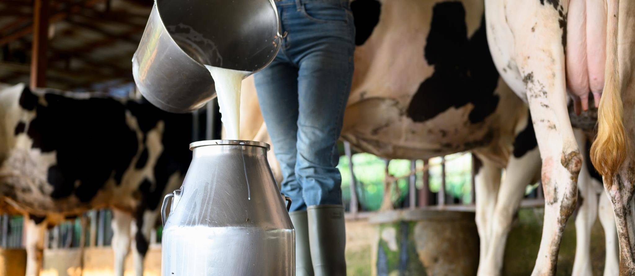 Lait cru : des bénéfices largement surestimés et des risques bien établis, selon la science