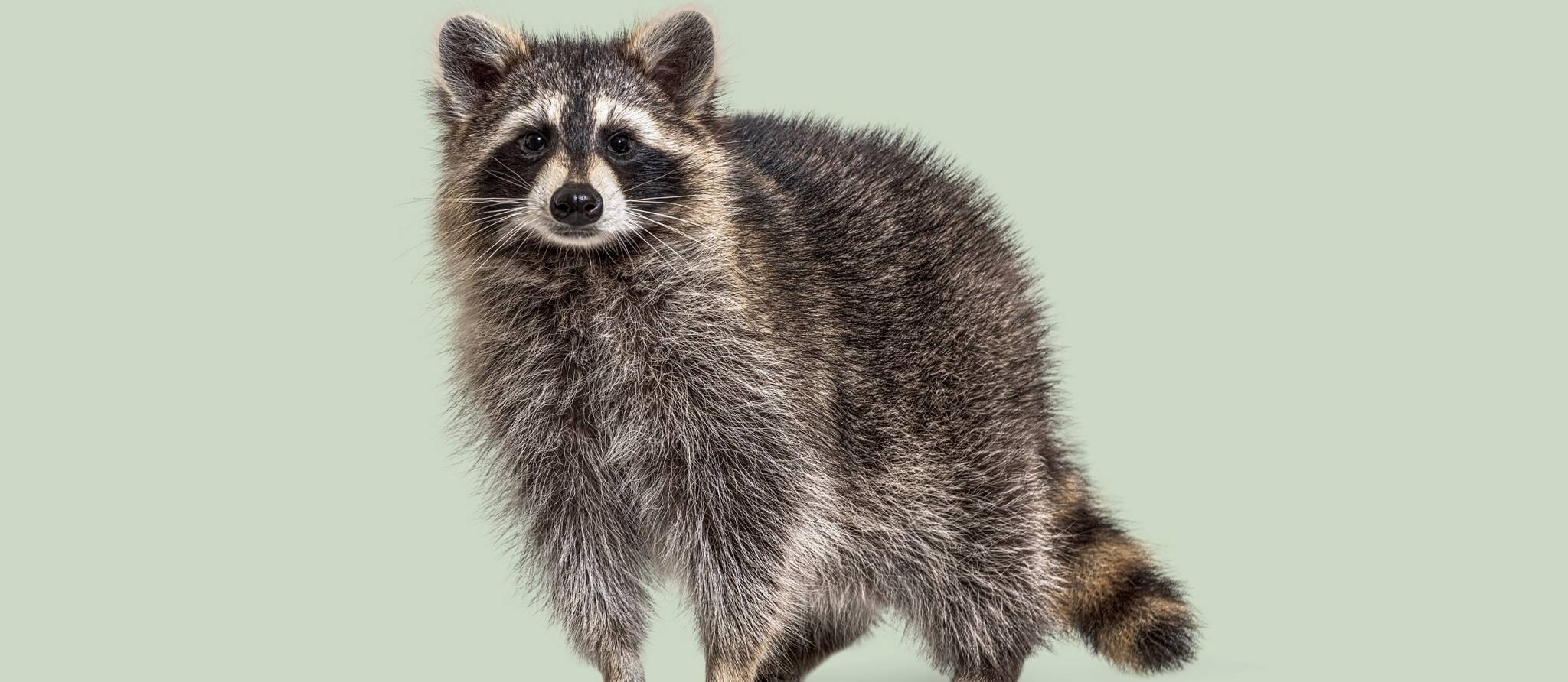 La rage du raton laveur s’étend en Estrie et en Montérégie
