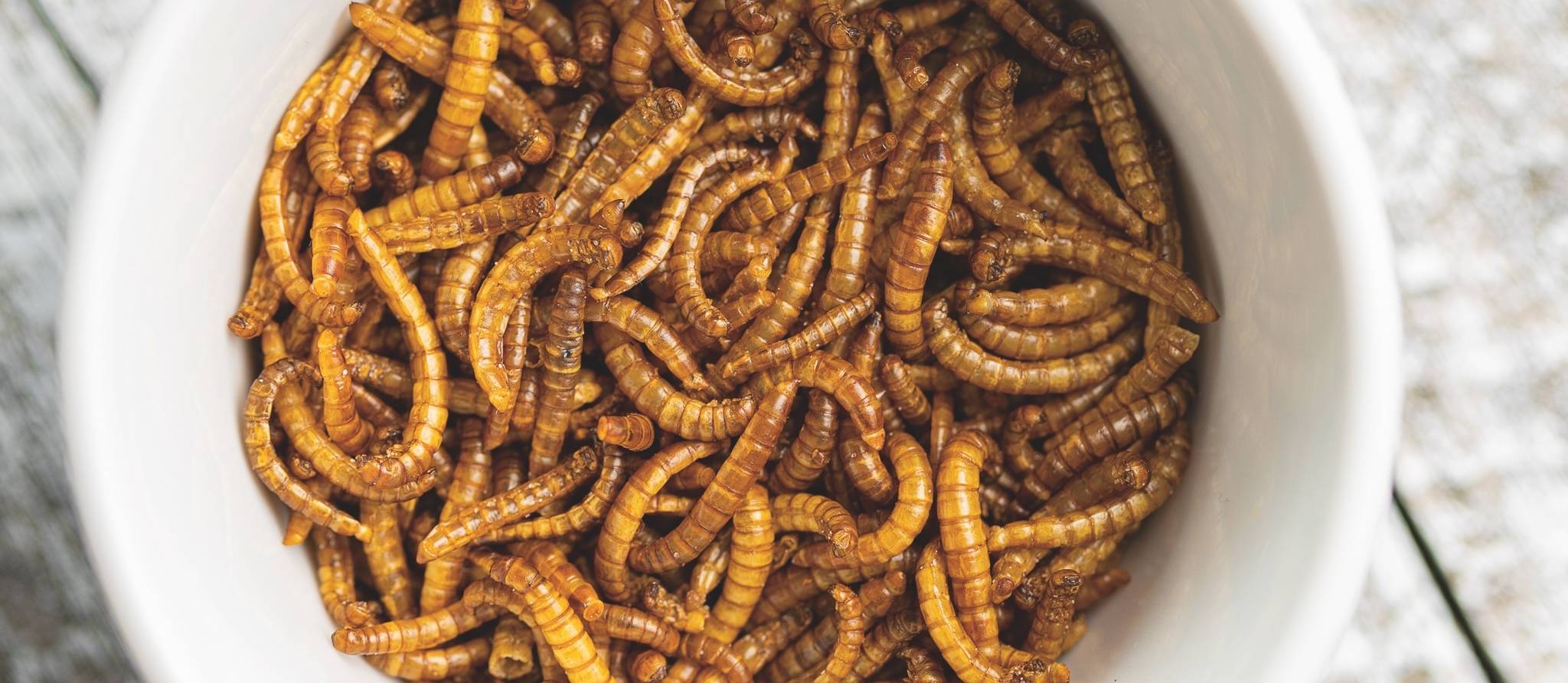 Êtes-vous prêt à manger des insectes?