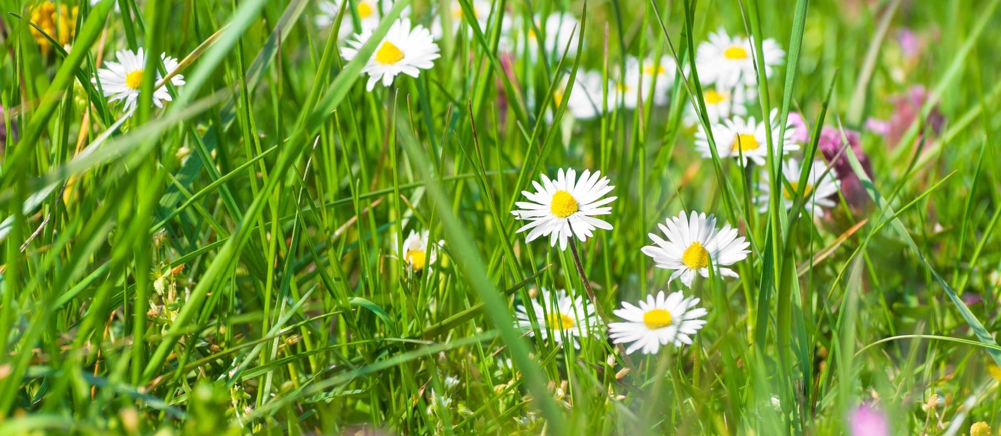 Campagne Partage ta pelouse: ramener la nature chez soi
