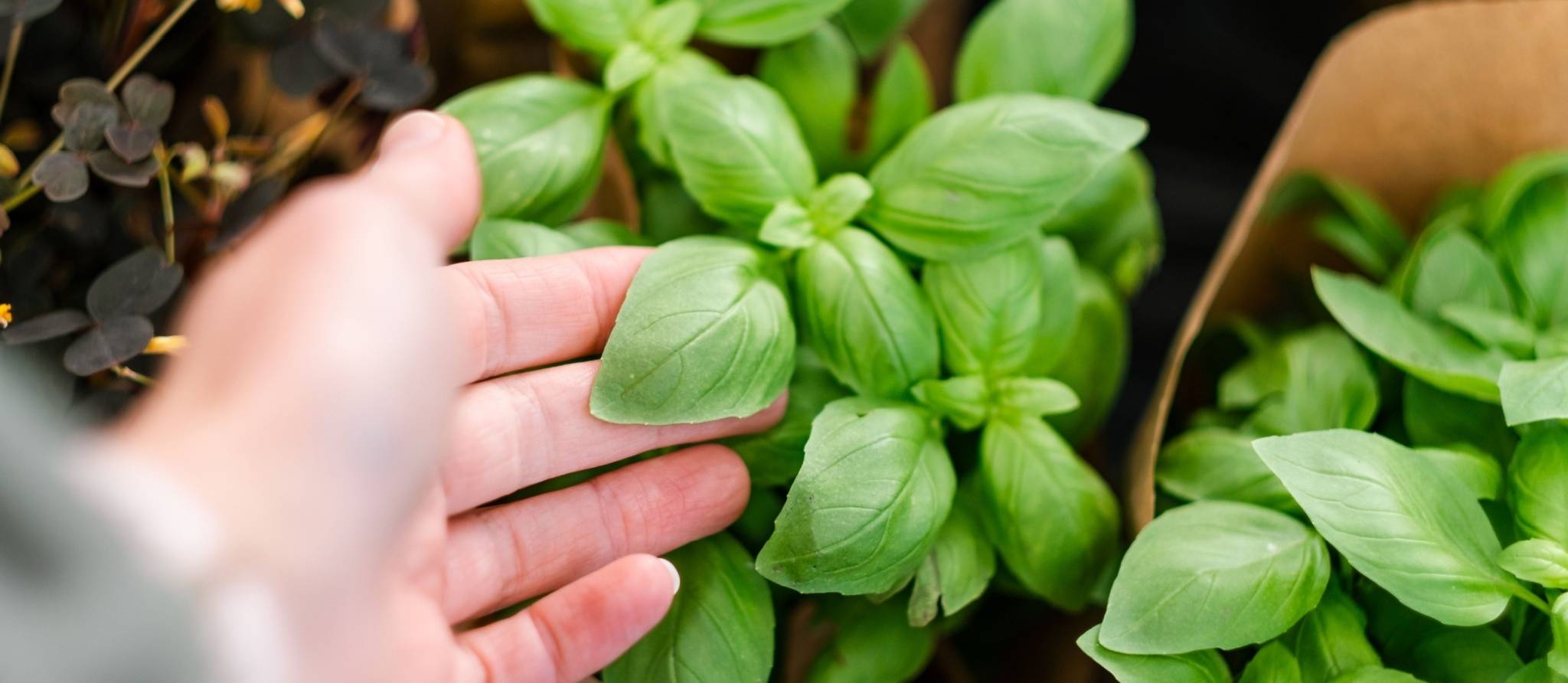 Du compost et des végétaux gratuits près de chez vous