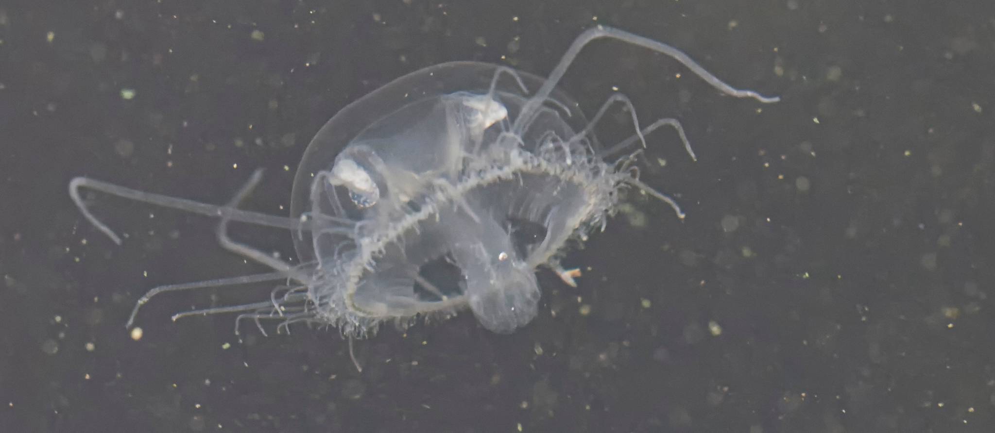 Des méduses d’eau douce dans les lacs du Québec