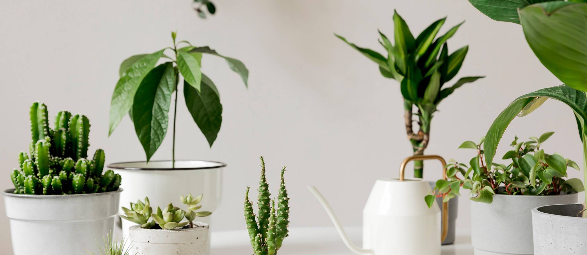 Les plantes peuvent-elles purifier l’air de nos maisons ?