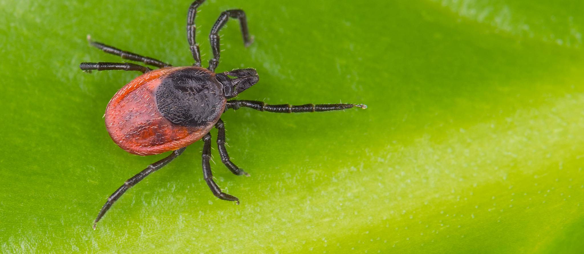 Maladie de Lyme : attention aux tiques !