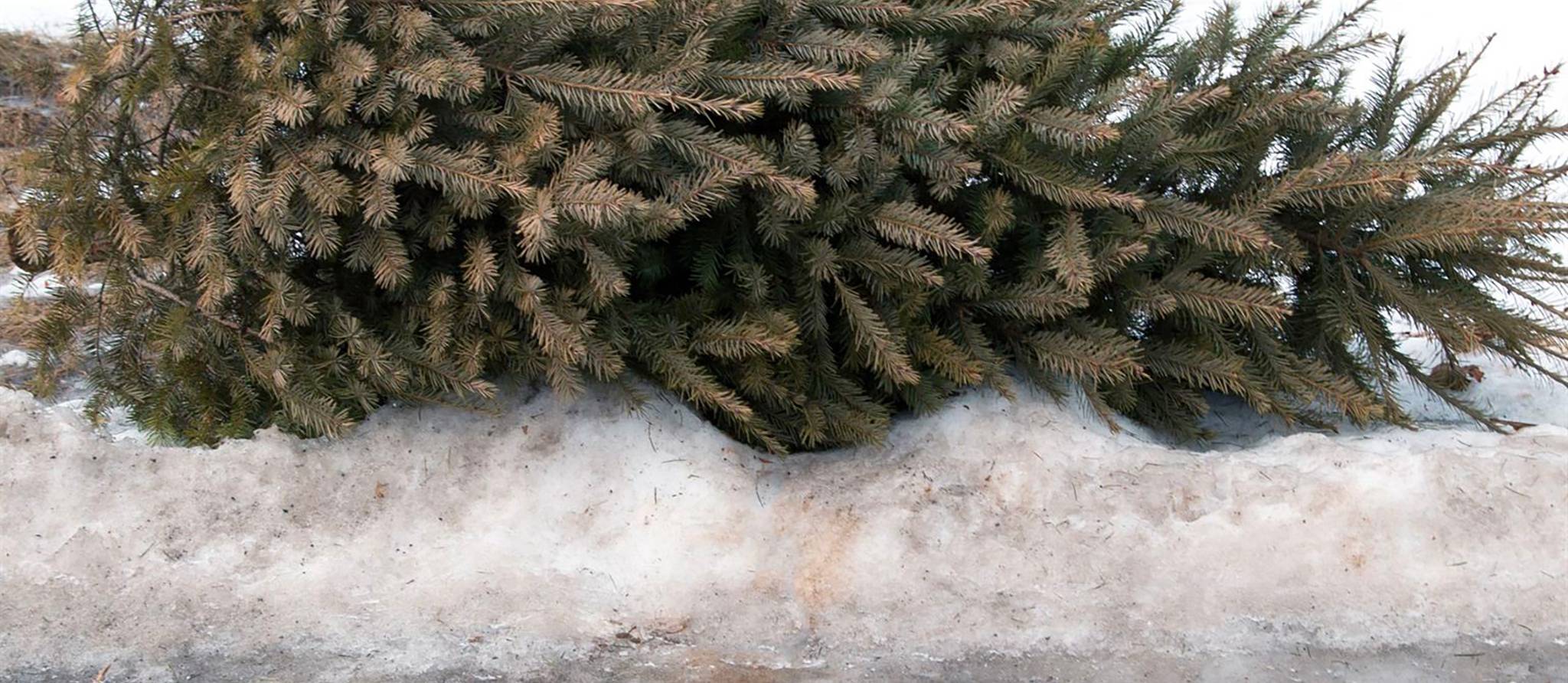Donnez une seconde vie à votre arbre de Noël