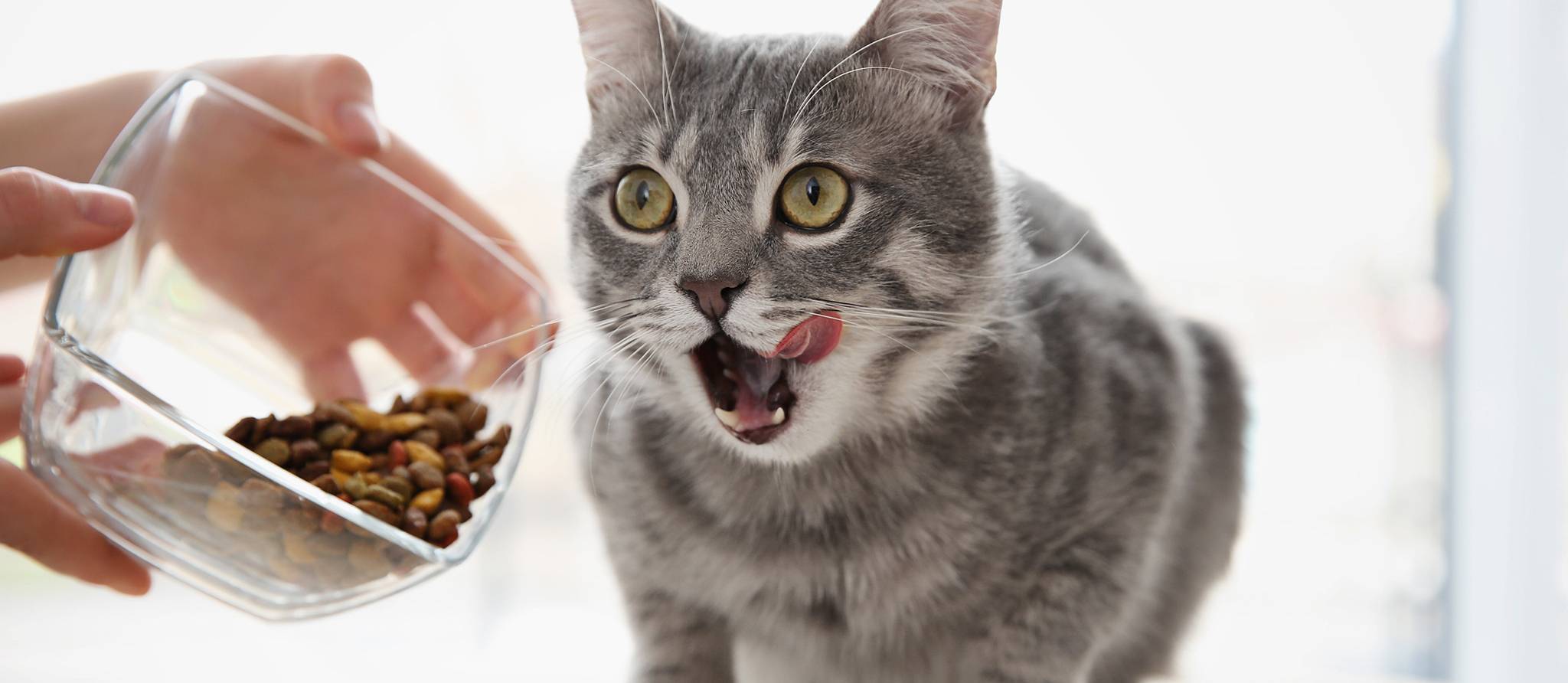 Conseils d’experts en nutrition féline pour nourrir votre chat