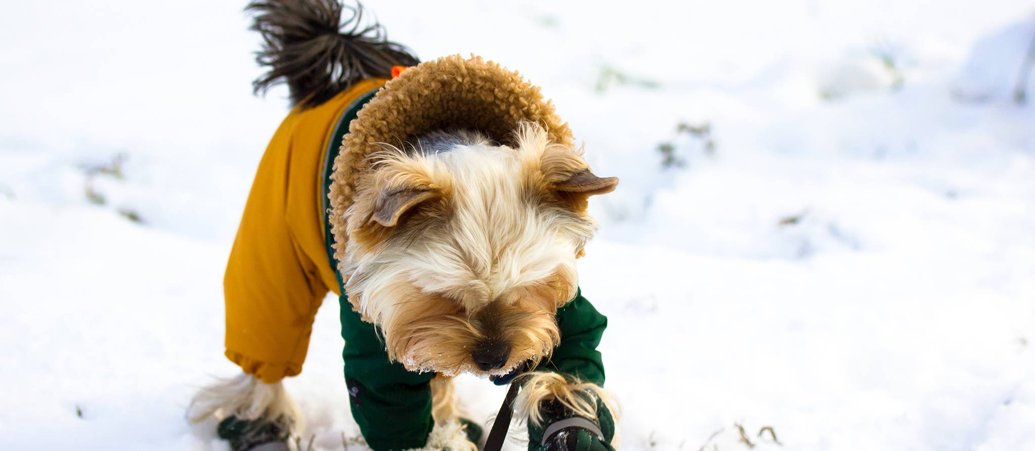Grands froids: protégez vos chiens et vos chats des engelures