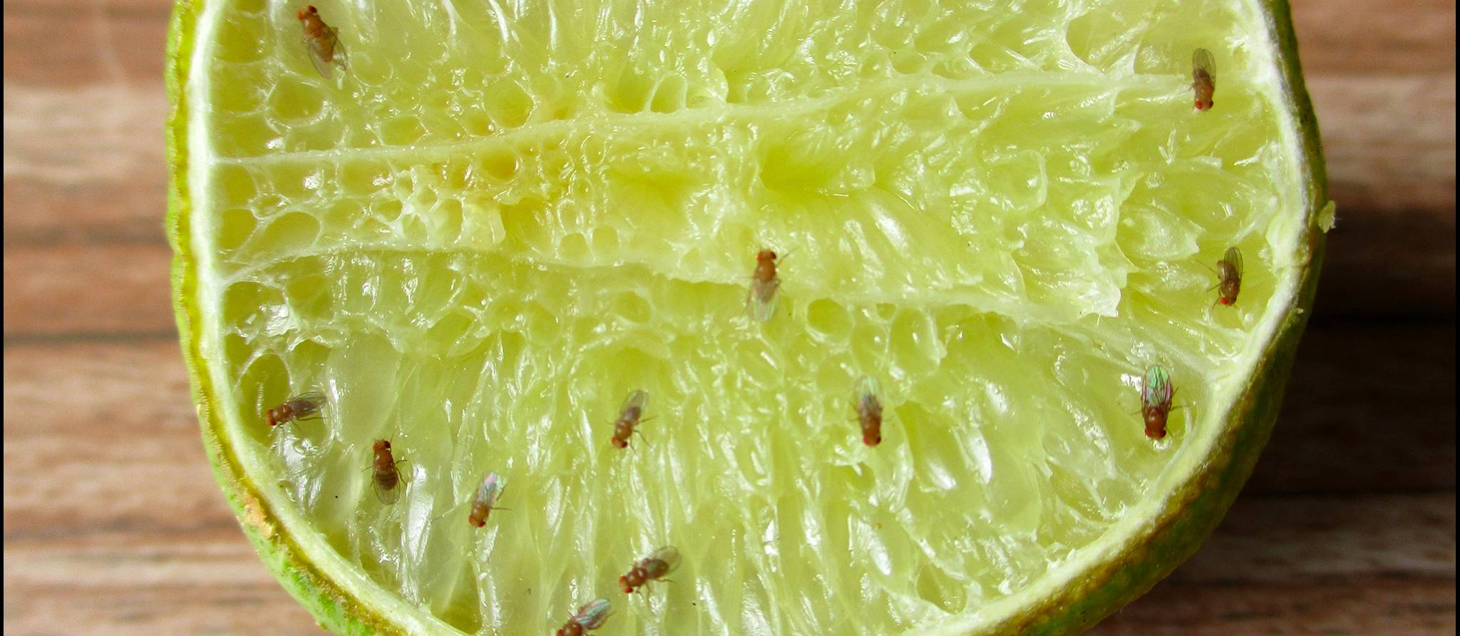 Comment prévenir l'apparition des mouches à fruits