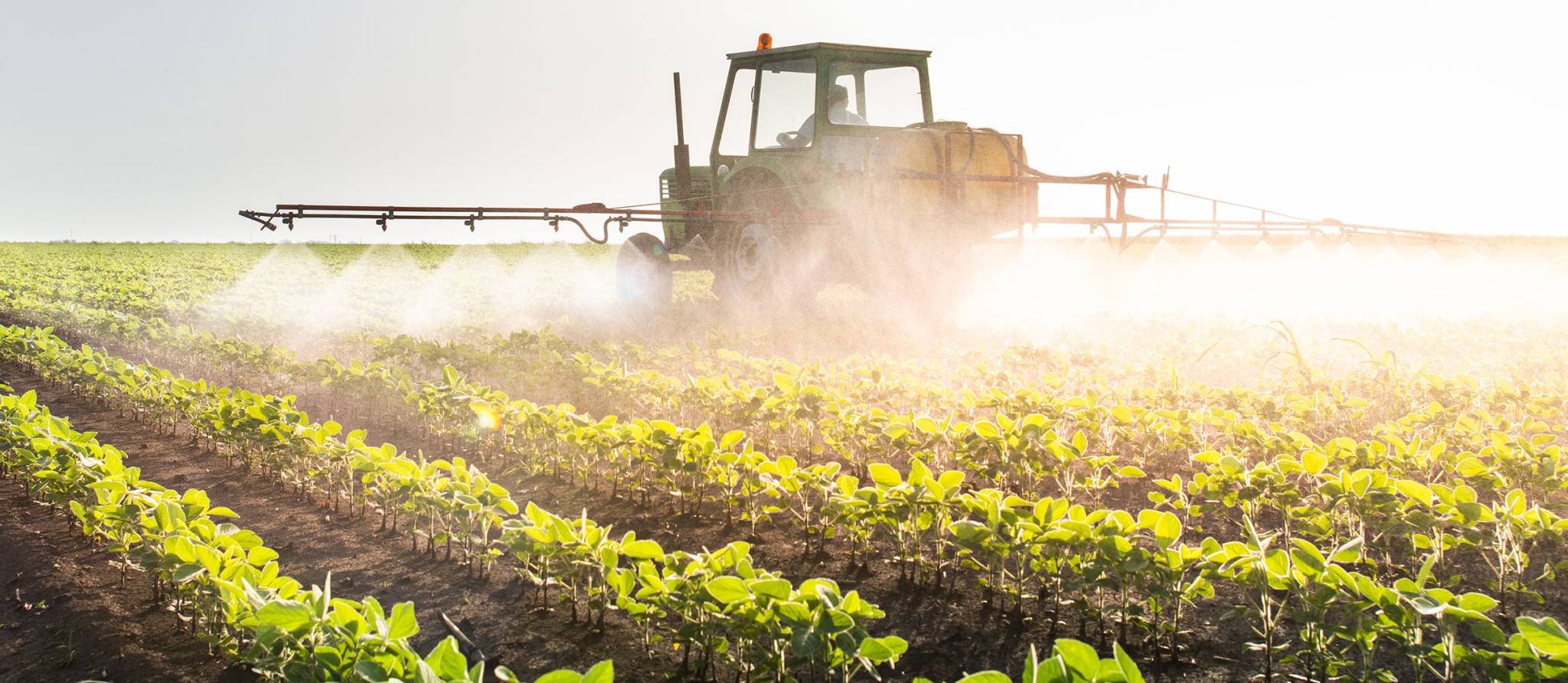 Santé Canada autorise plus de pesticides dans certains aliments