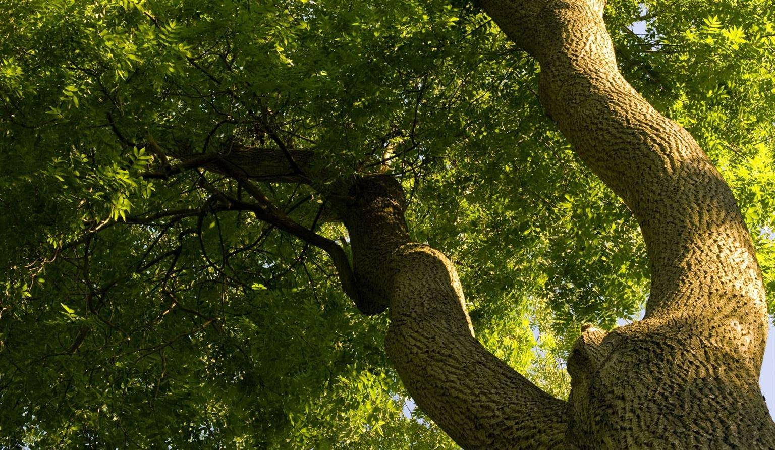 Agrile du frêne: vos arbres sont-ils infestés?
