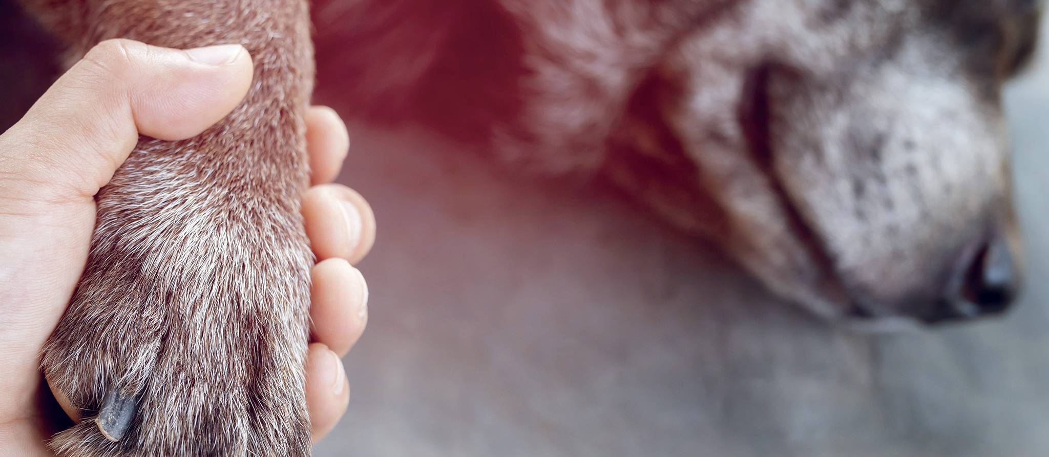 Faire euthanasier un animal de compagnie