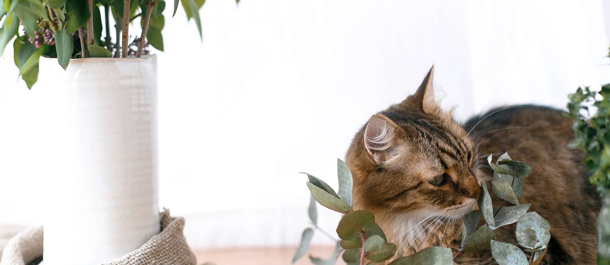 Chats et chiens : attention aux aliments et plantes toxiques !