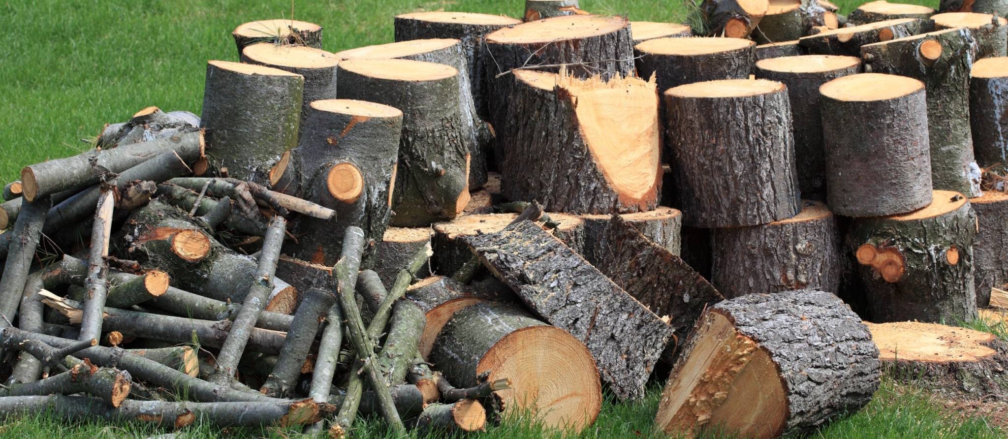 Abattage d’arbres: vérifiez bien les règlements