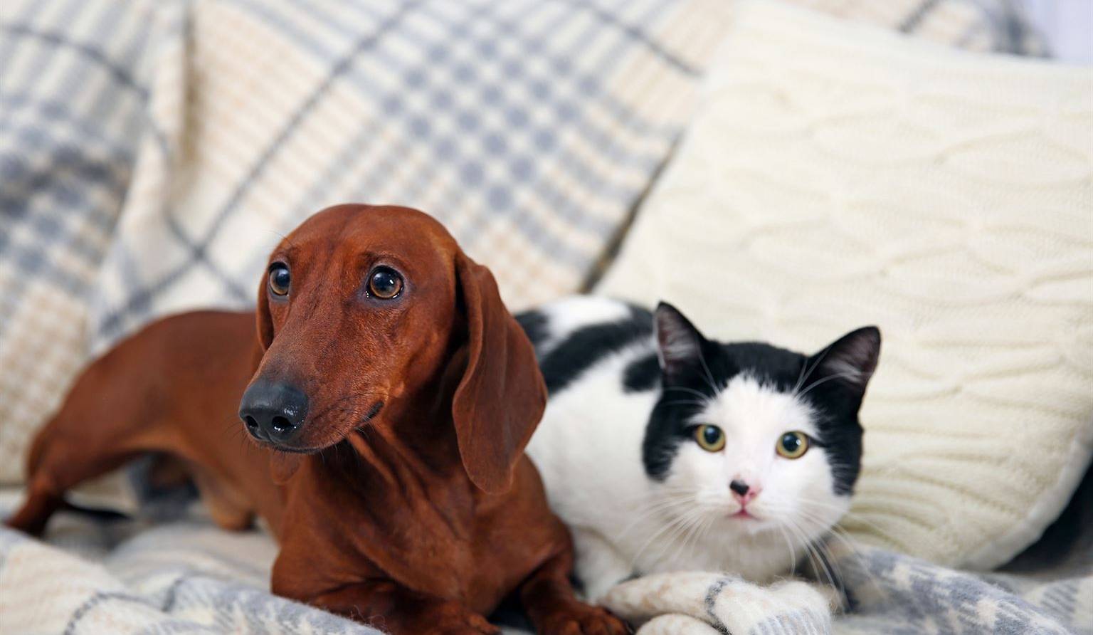 Adopter un chien lorsqu'on a déjà un chat... et vice versa