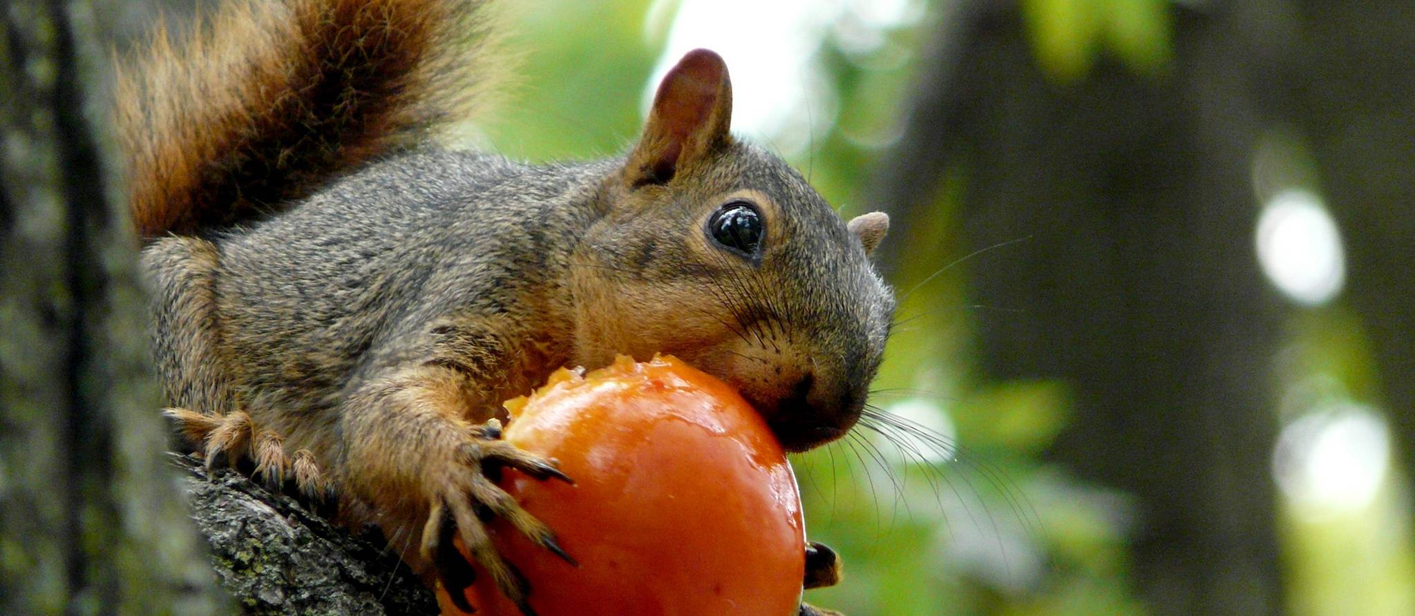 Jardiniers urbains : apprendre à cohabiter avec la faune sauvage