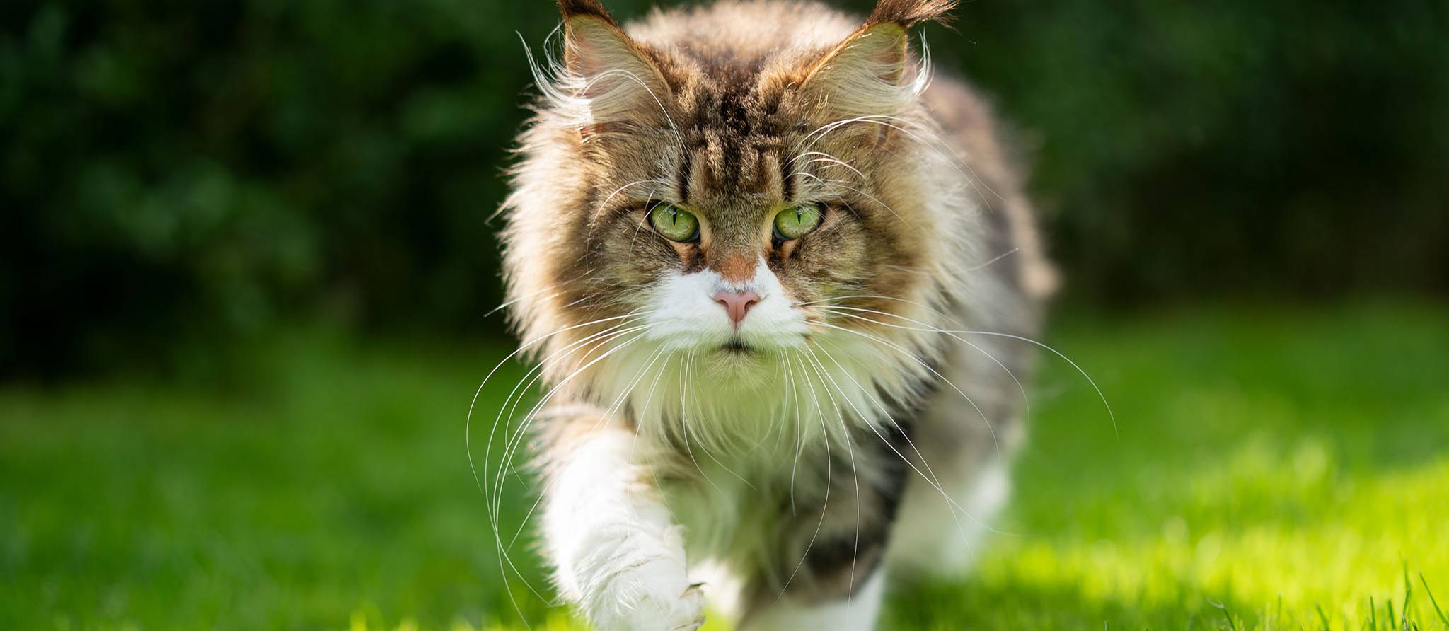 Comment éloigner les chats de votre cour