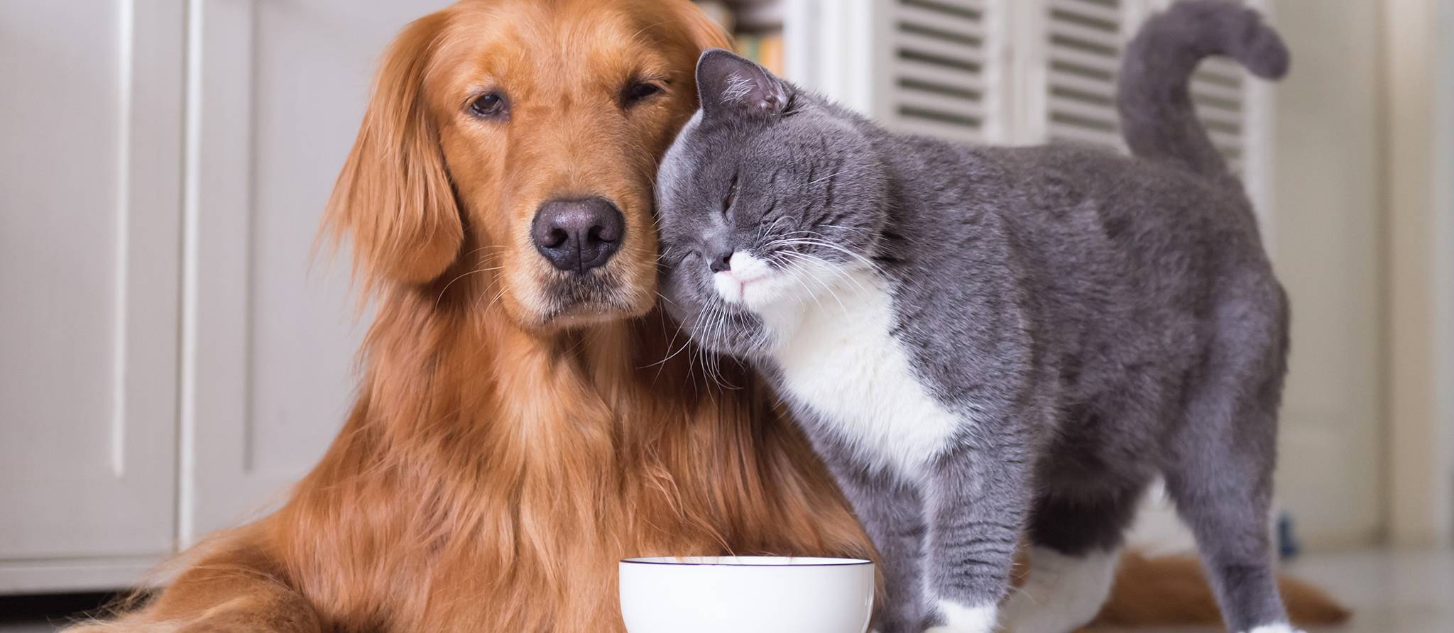 Pénurie d’animaux de compagnie à adopter
